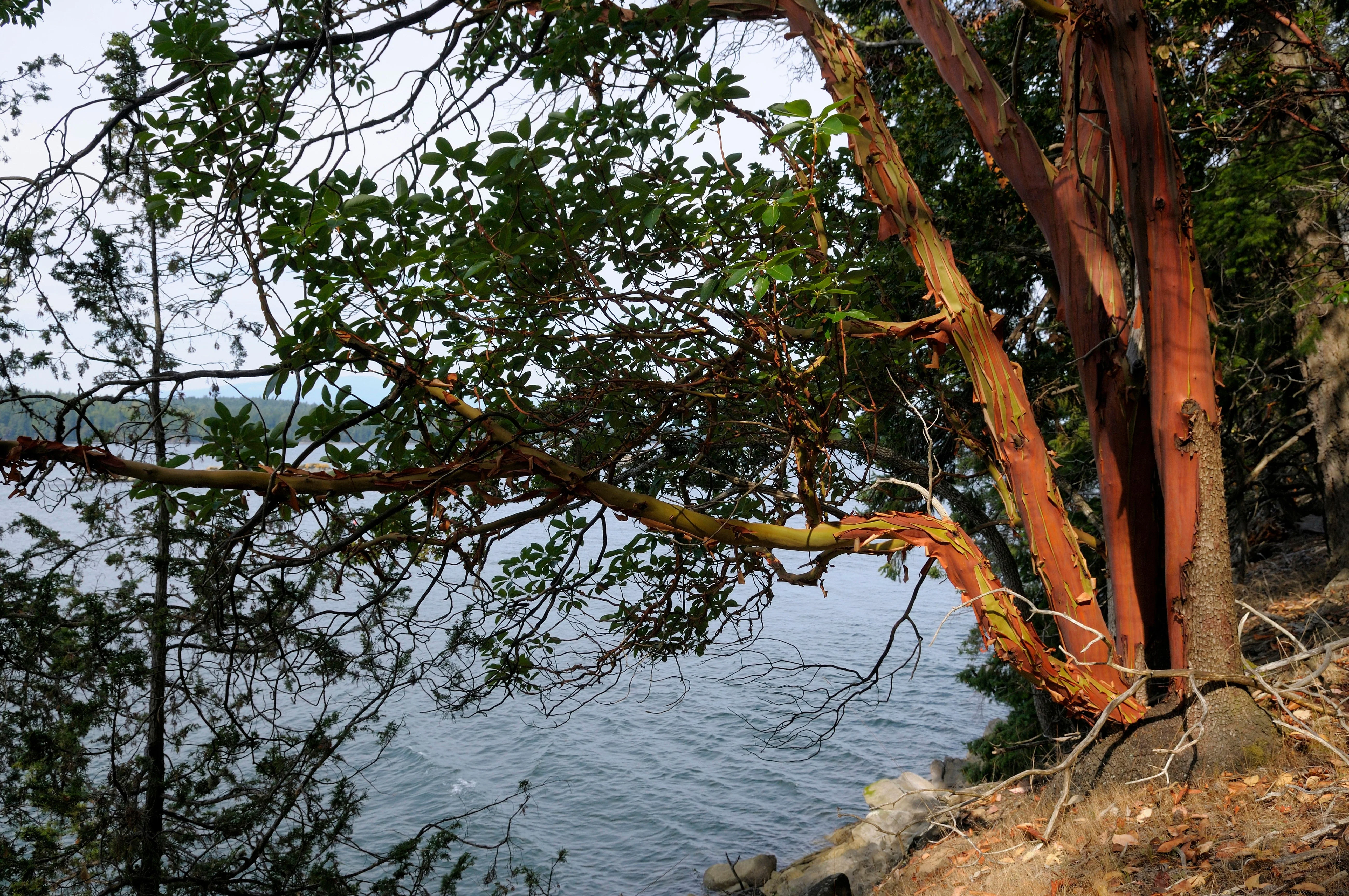 10 PACIFIC MADRONE TREE Bearberry Red Arbutus Menziesii Oregon Laurel Seeds - Image 11