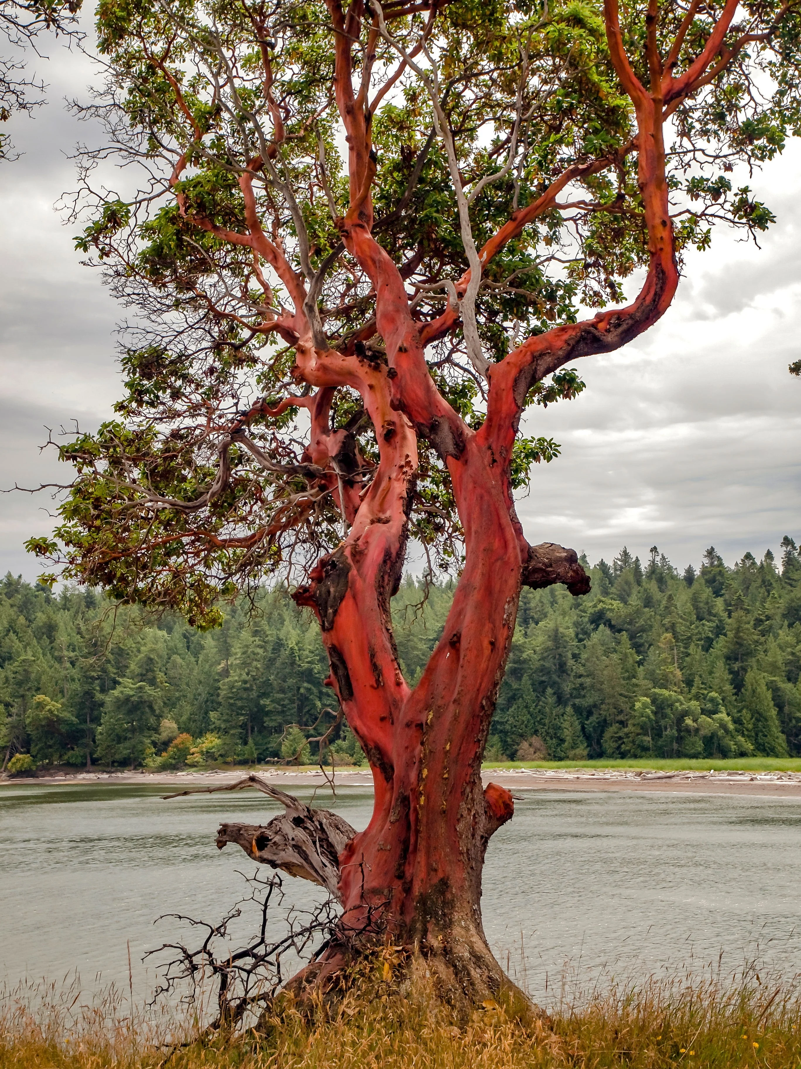 10 PACIFIC MADRONE TREE Bearberry Red Arbutus Menziesii Oregon Laurel Seeds - Image 12