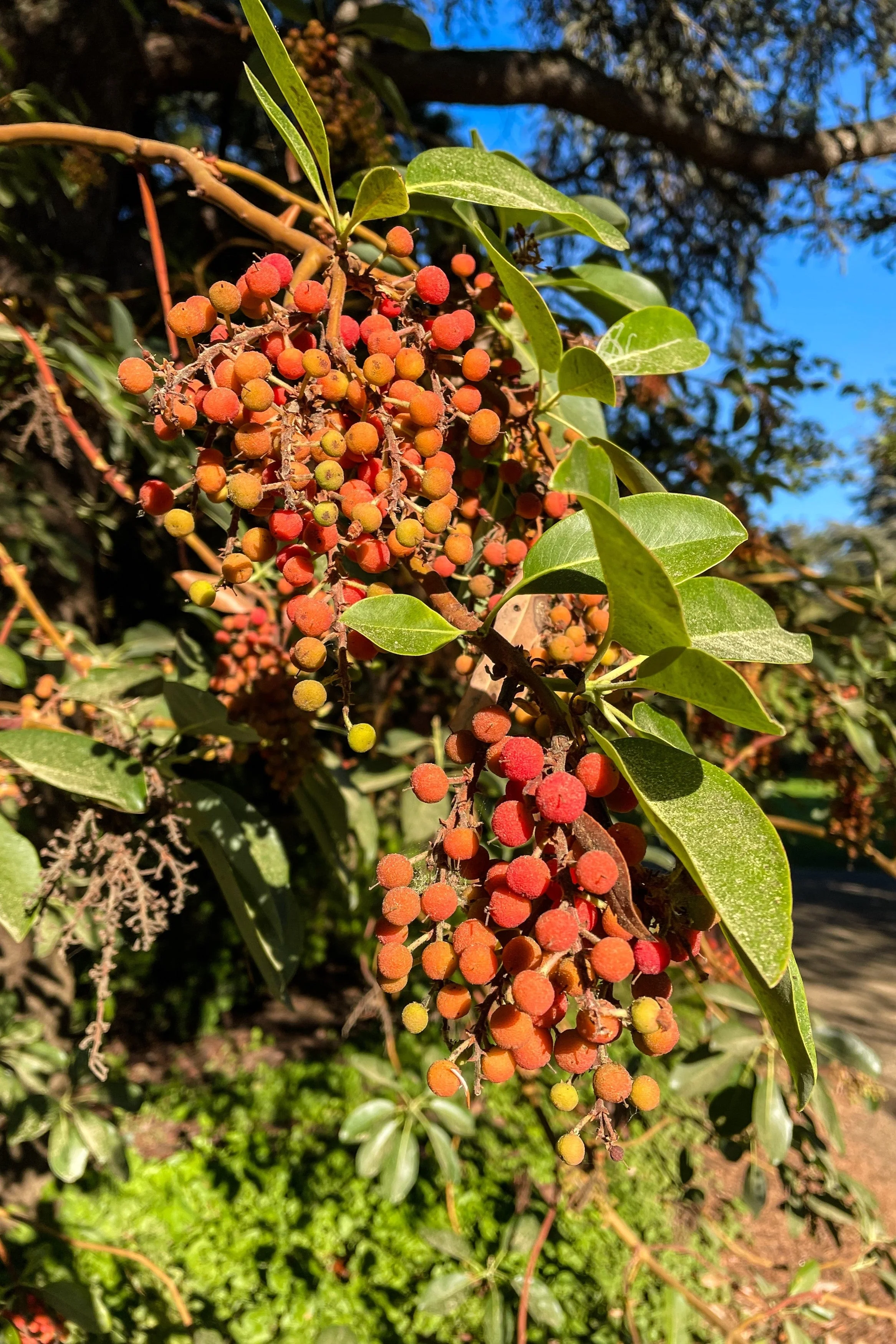 10 PACIFIC MADRONE TREE Bearberry Red Arbutus Menziesii Oregon Laurel Seeds - Image 2
