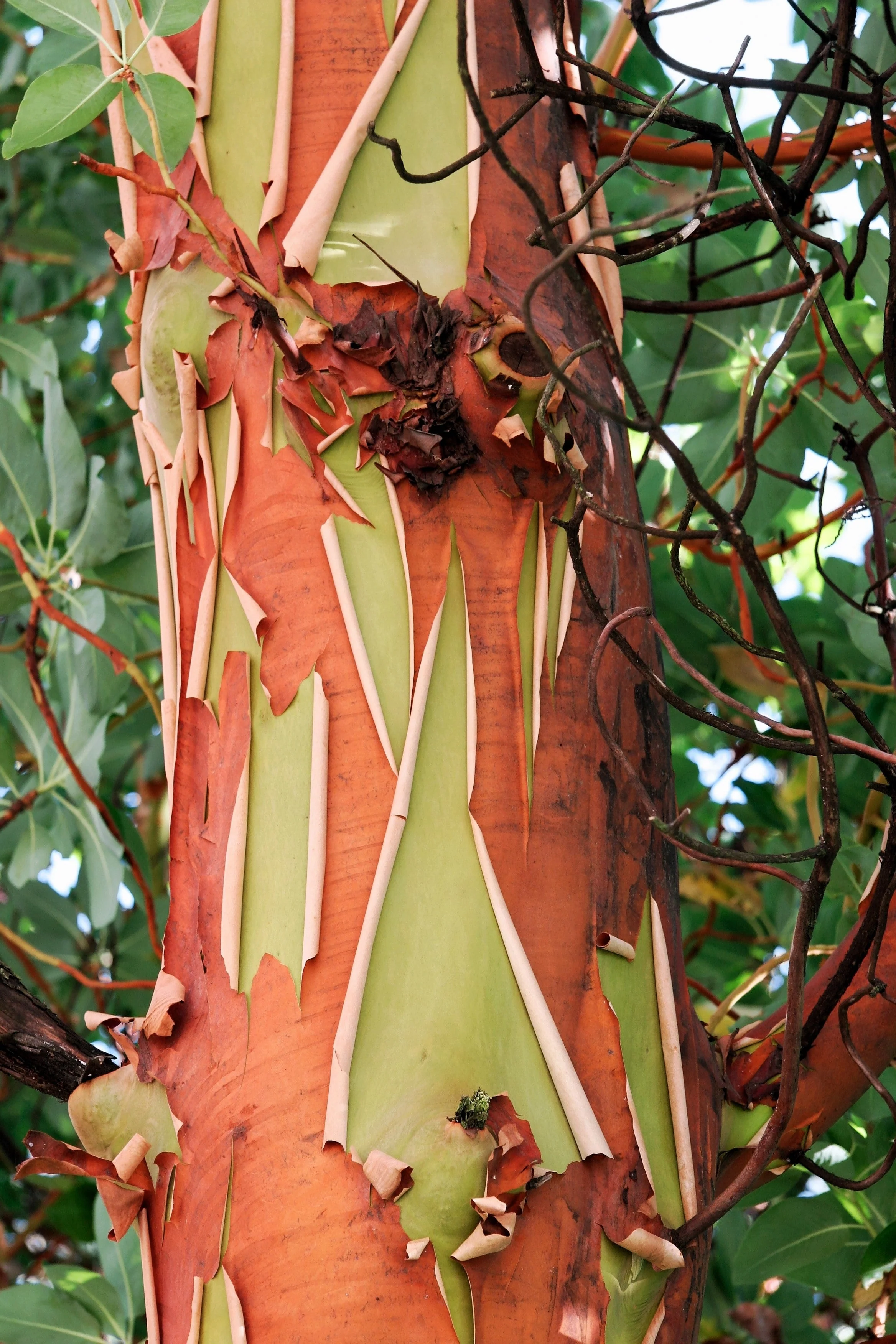 10 PACIFIC MADRONE TREE Bearberry Red Arbutus Menziesii Oregon Laurel Seeds - Image 3
