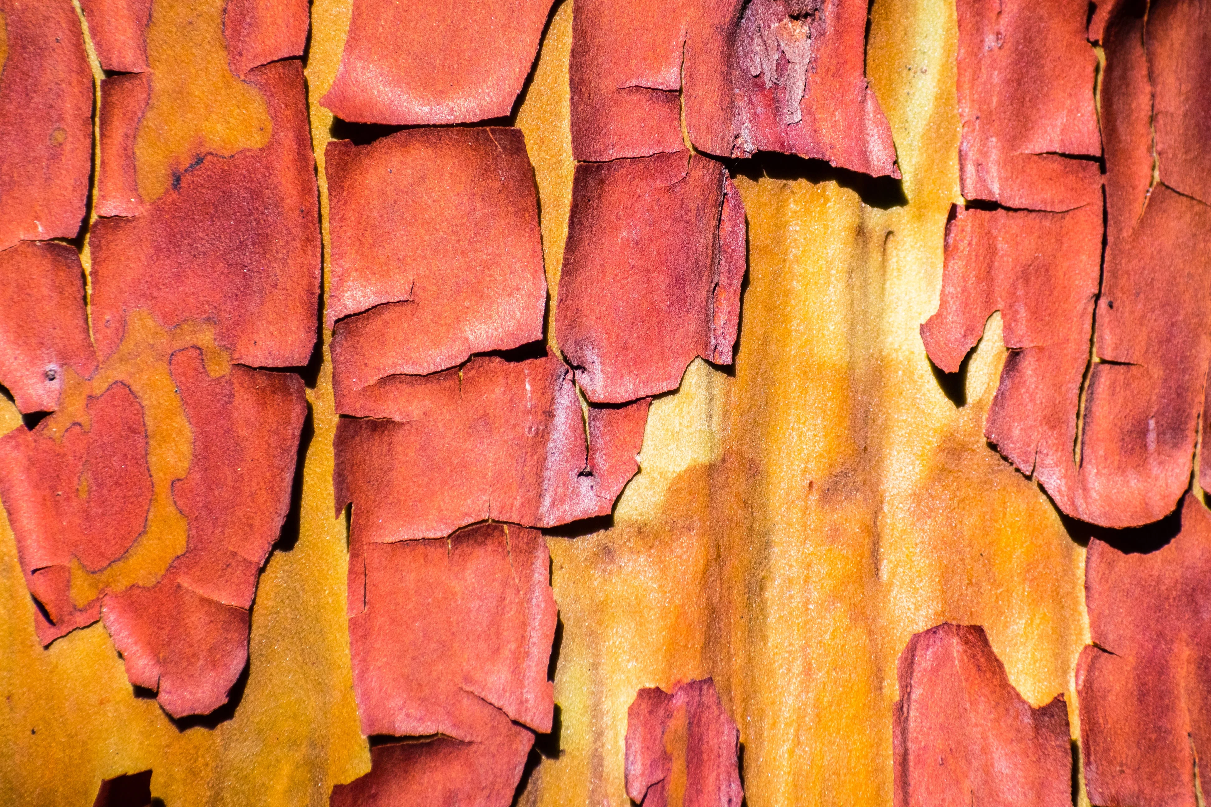 10 PACIFIC MADRONE TREE Bearberry Red Arbutus Menziesii Oregon Laurel Seeds - Image 7