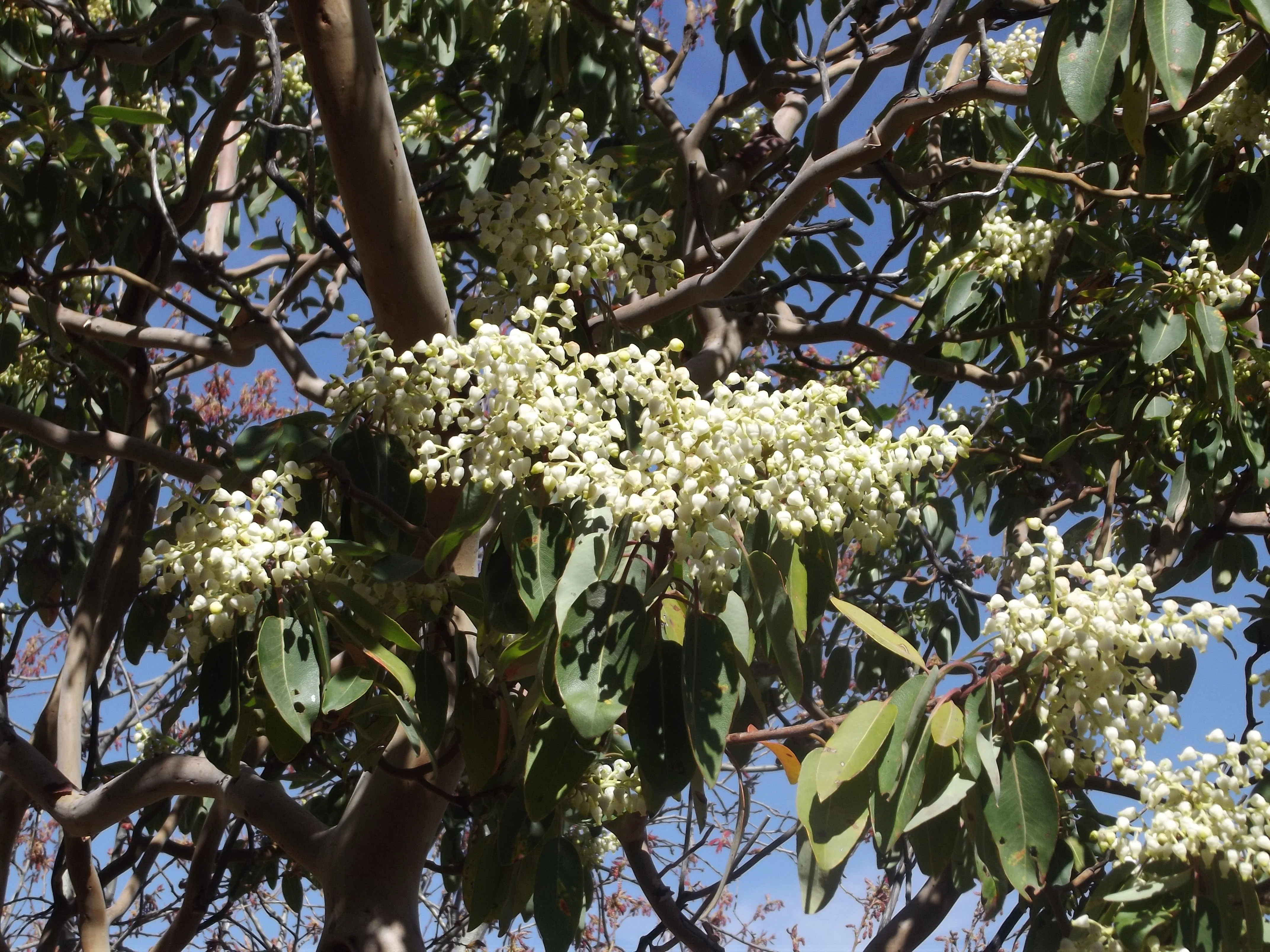 10 PACIFIC MADRONE TREE Bearberry Red Arbutus Menziesii Oregon Laurel Seeds - Image 8