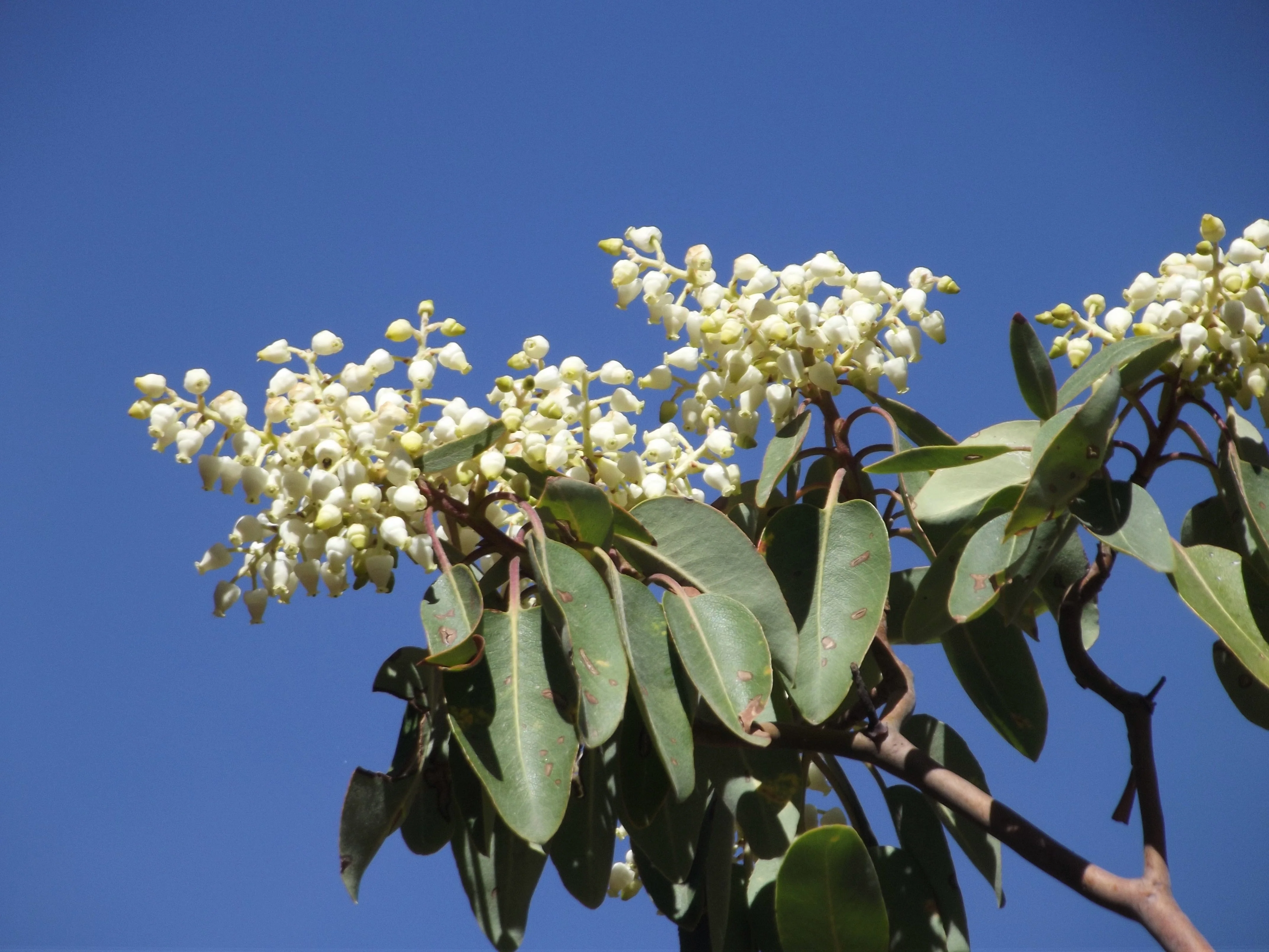 10 PACIFIC MADRONE TREE Bearberry Red Arbutus Menziesii Oregon Laurel Seeds - Image 9
