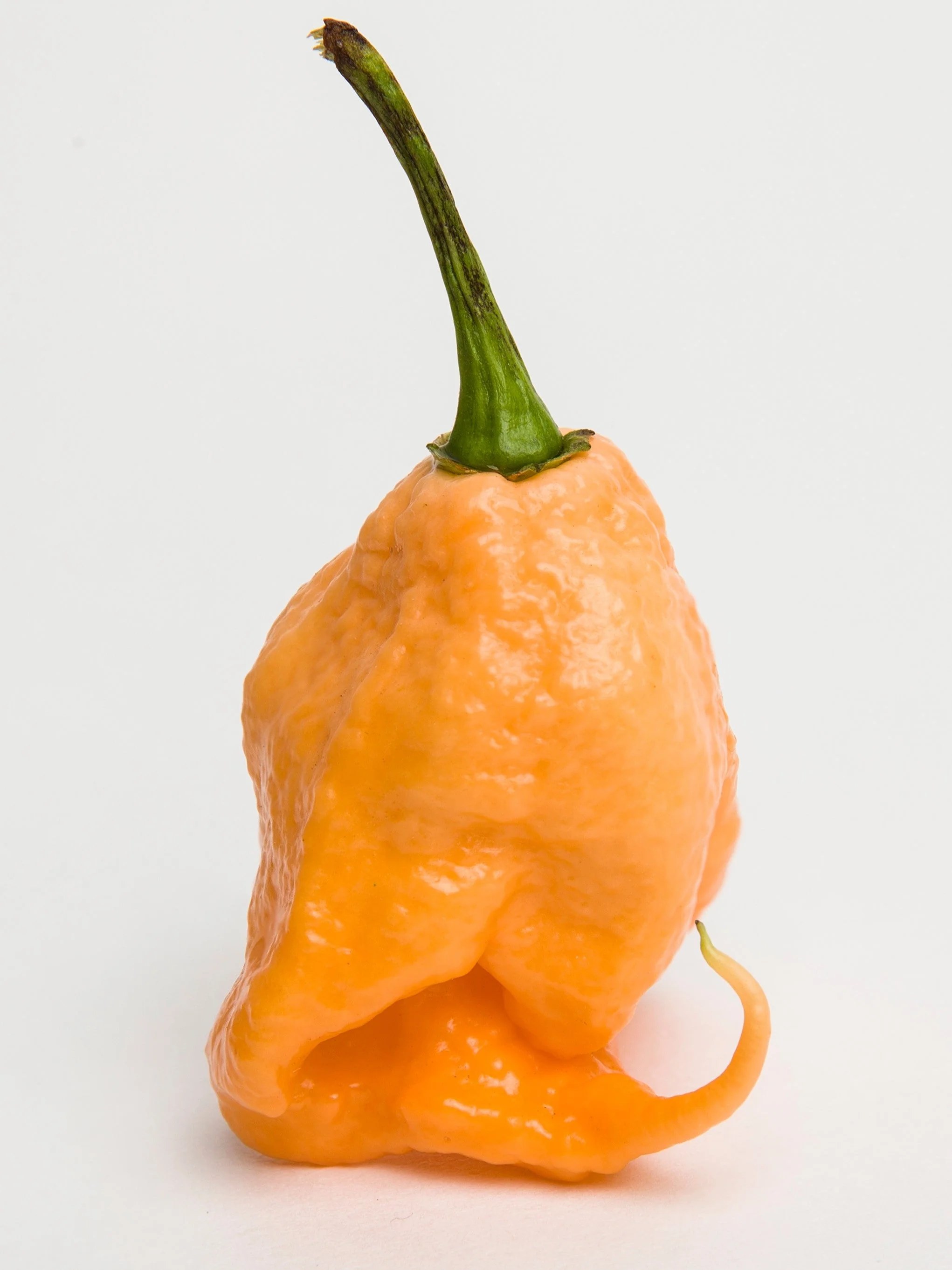 10 Peach CAROLINA REAPER PEPPER World's Hottest Capsicum Chinense Hot Chili Vegetable Seeds - Image 3