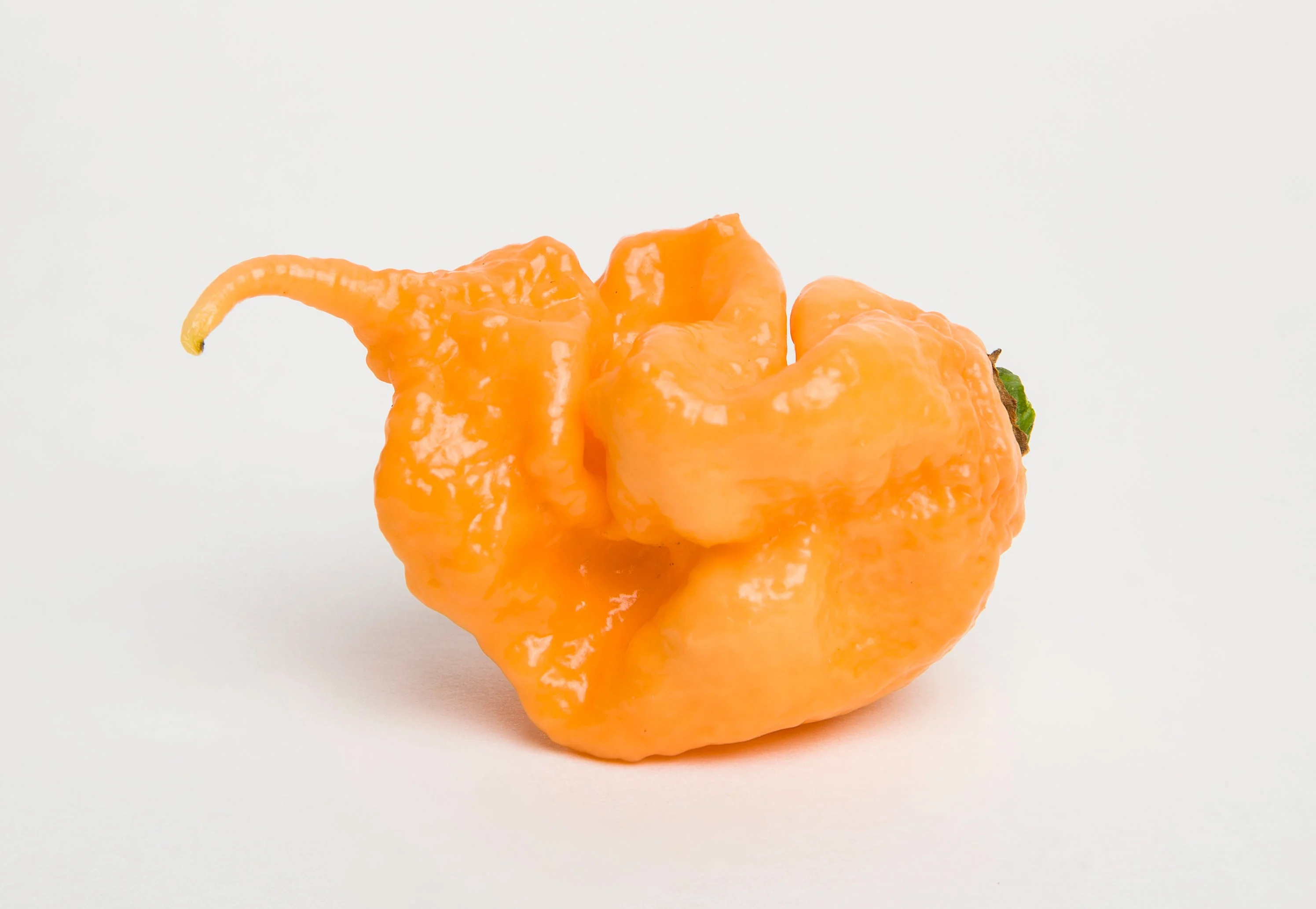 10 Peach CAROLINA REAPER PEPPER World's Hottest Capsicum Chinense Hot Chili Vegetable Seeds - Image 4