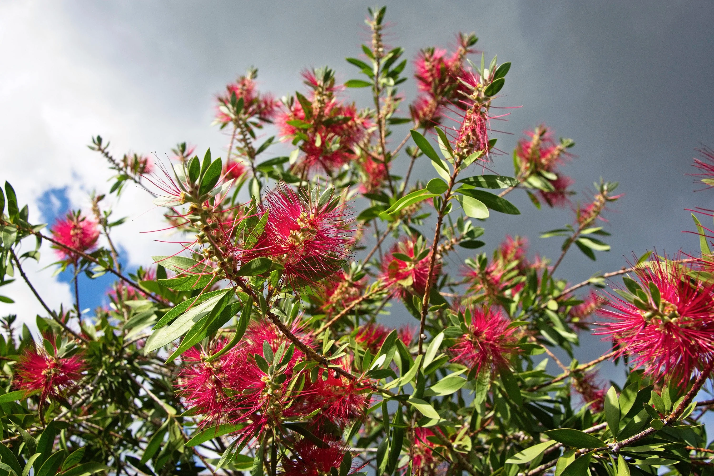 10 PINEAPPLE GUAVA Fruit Acca Guavasteen Brazilian or Fig Guava Feijoa Sellowiana Pink Red Flower Tree Shrub Seeds - Image 10