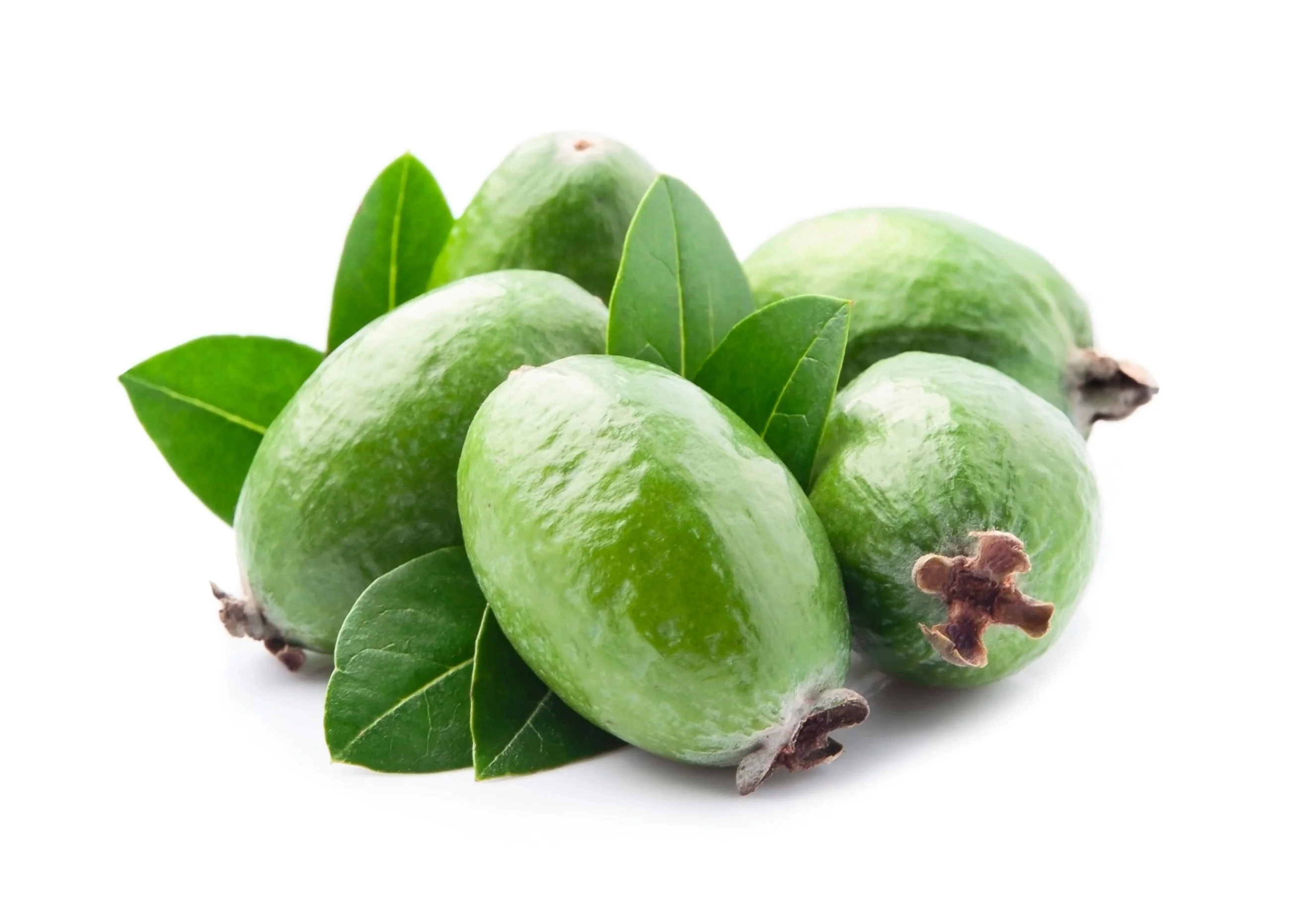 10 PINEAPPLE GUAVA Fruit Acca Guavasteen Brazilian or Fig Guava Feijoa Sellowiana Pink Red Flower Tree Shrub Seeds - Image 2