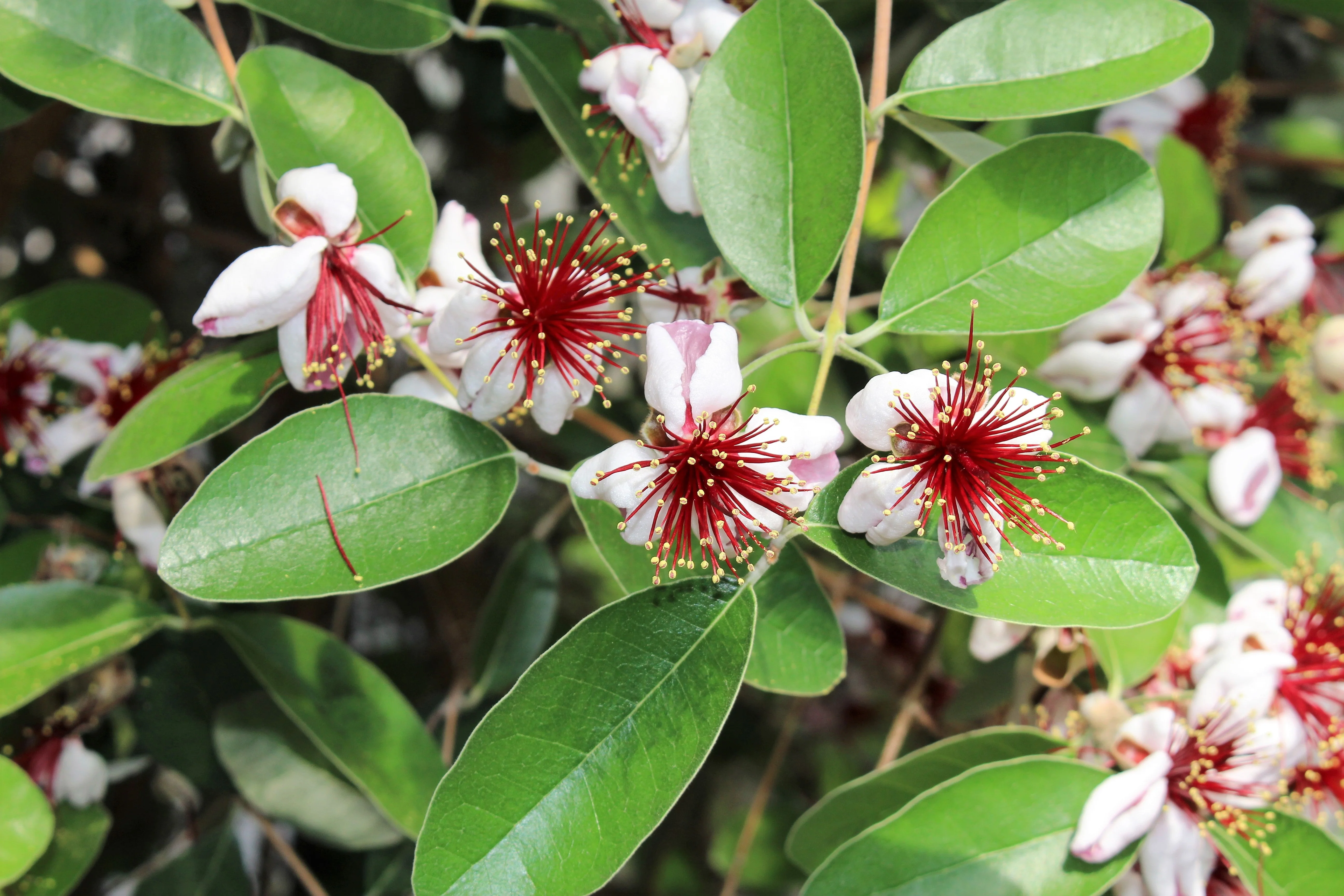 10 PINEAPPLE GUAVA Fruit Acca Guavasteen Brazilian or Fig Guava Feijoa Sellowiana Pink Red Flower Tree Shrub Seeds - Image 4