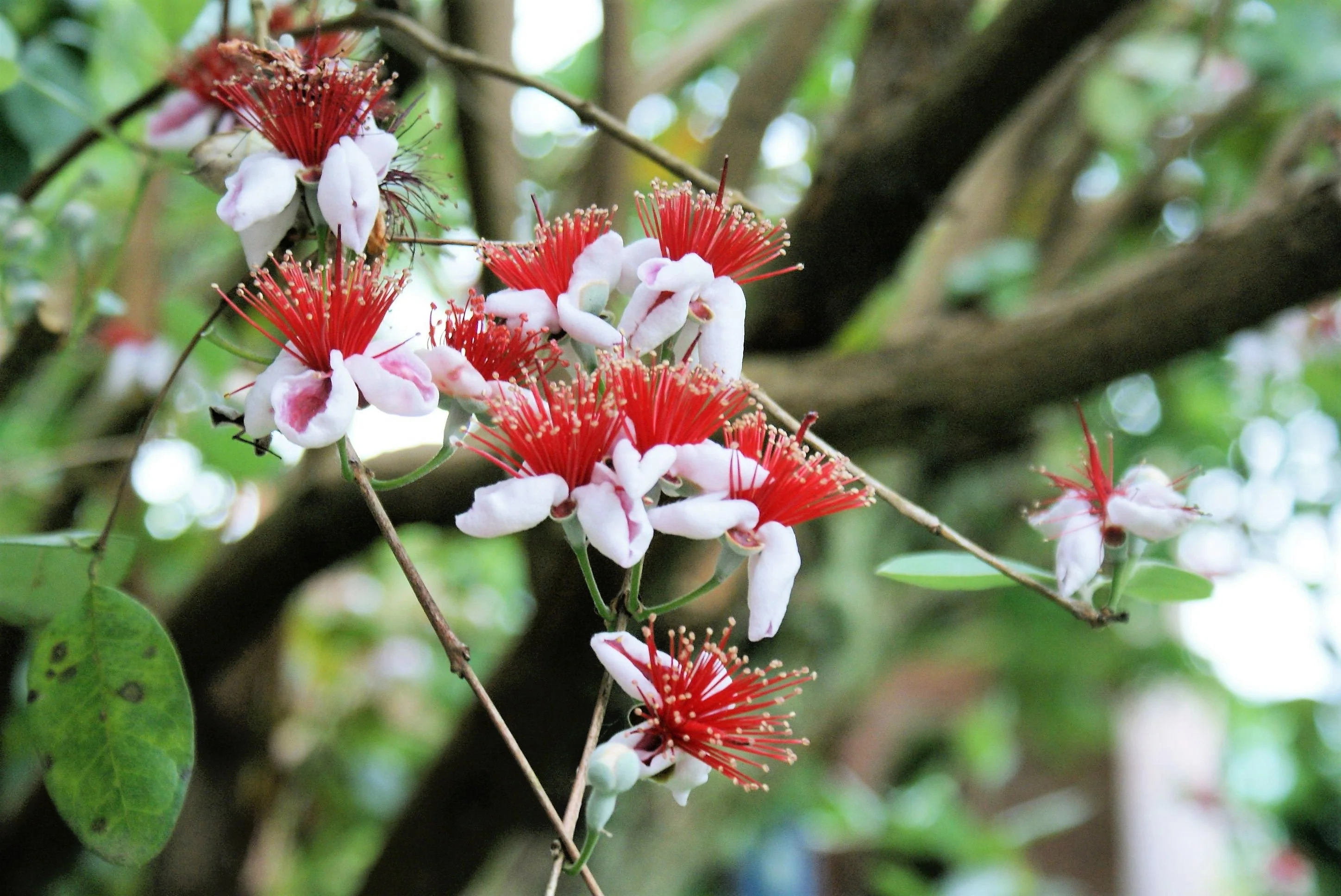 10 PINEAPPLE GUAVA Fruit Acca Guavasteen Brazilian or Fig Guava Feijoa Sellowiana Pink Red Flower Tree Shrub Seeds - Image 5