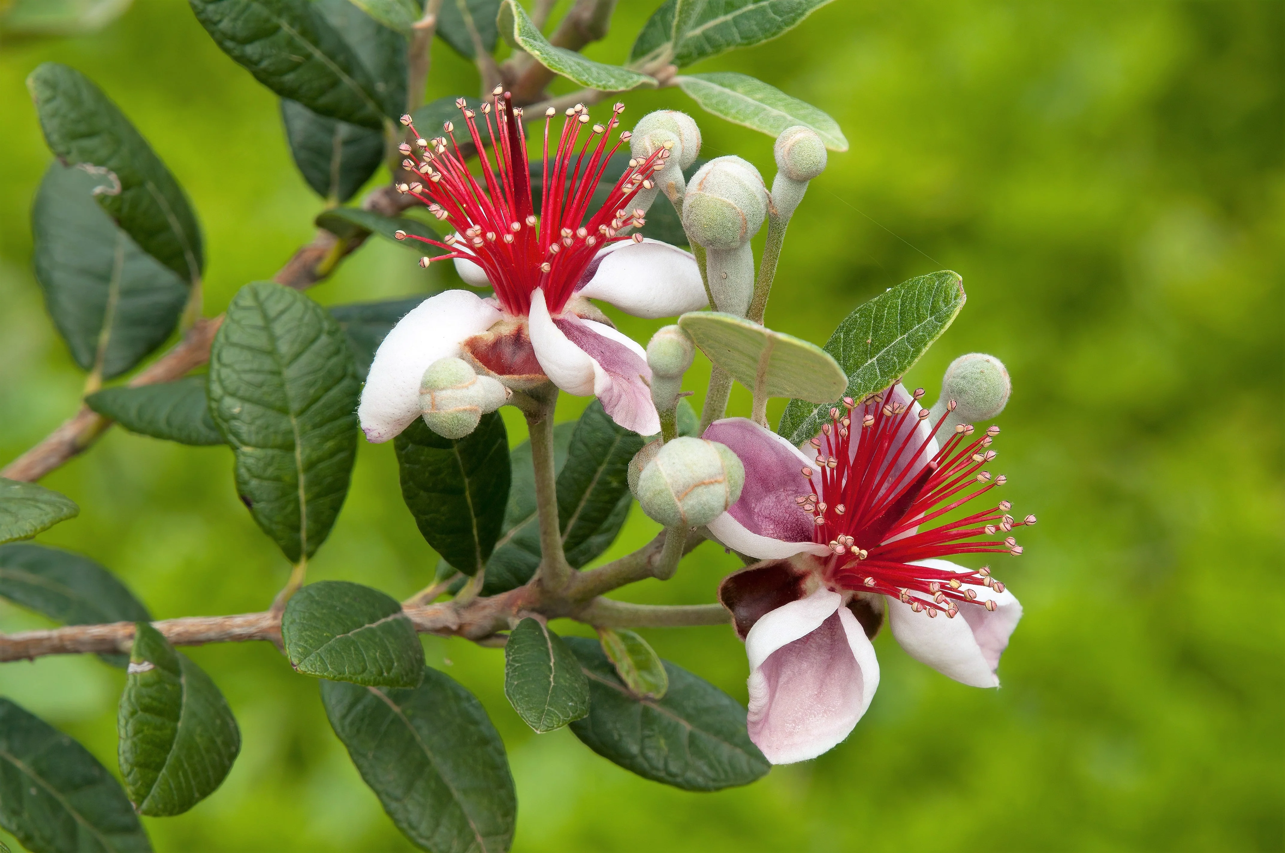 10 PINEAPPLE GUAVA Fruit Acca Guavasteen Brazilian or Fig Guava Feijoa Sellowiana Pink Red Flower Tree Shrub Seeds - Image 6