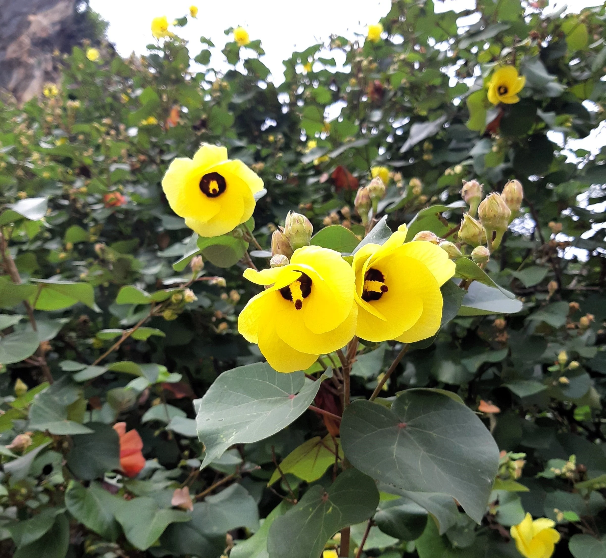 10 PORTIA TREE Yellow Pink Purple Flowers Change Color Pacific Rosewood Tulip Thespesia Populnea Seeds - Image 10
