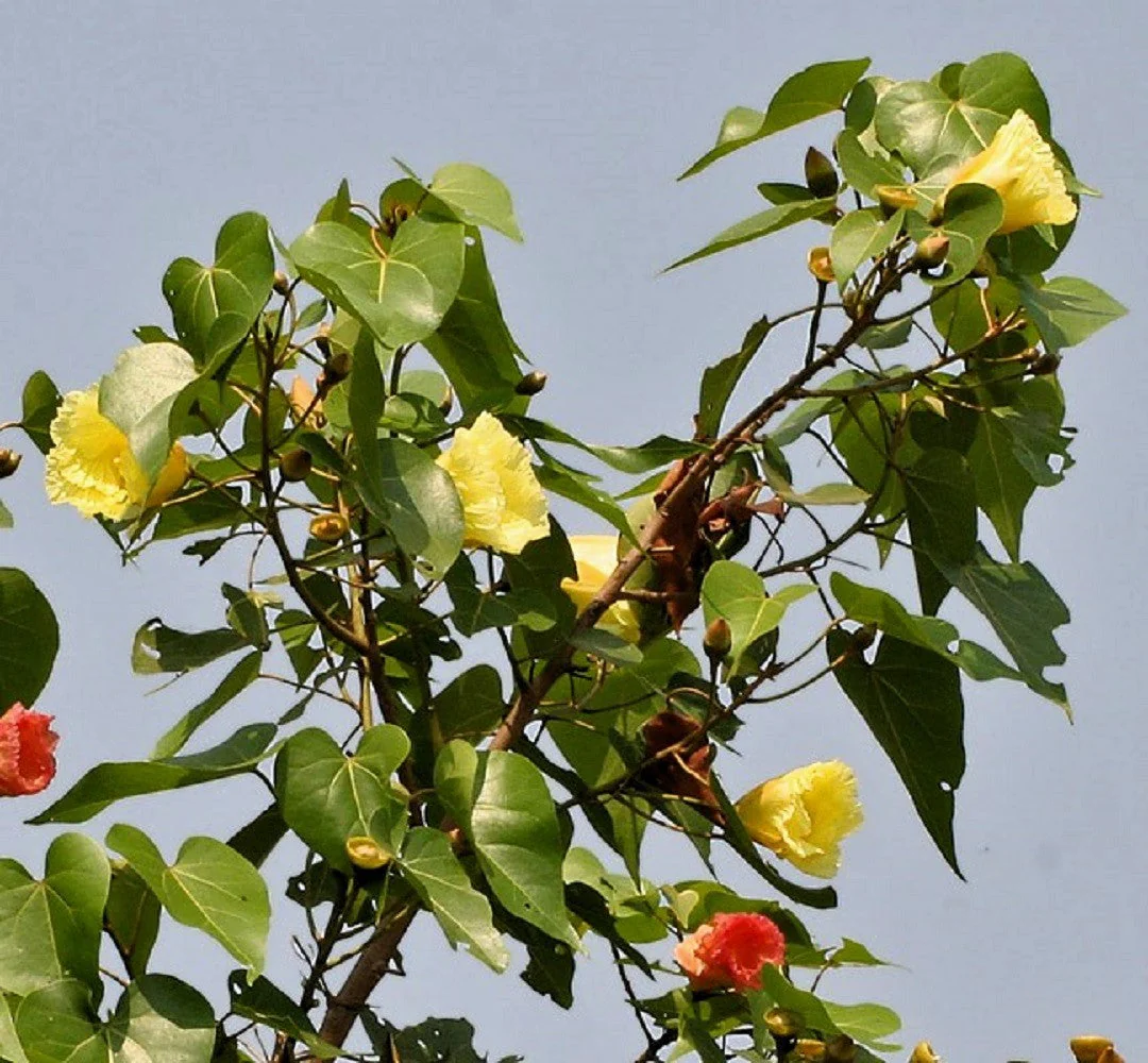 10 PORTIA TREE Yellow Pink Purple Flowers Change Color Pacific Rosewood Tulip Thespesia Populnea Seeds - Image 11
