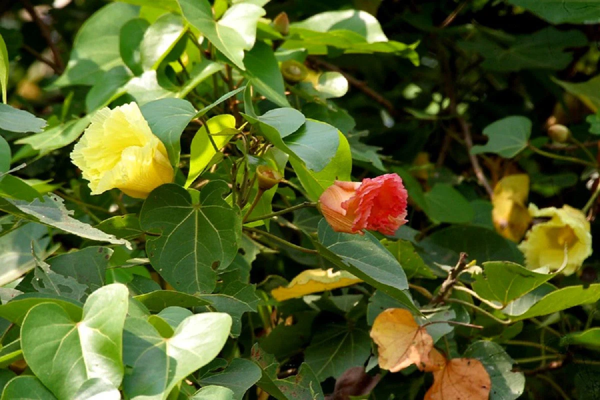 10 PORTIA TREE Yellow Pink Purple Flowers Change Color Pacific Rosewood Tulip Thespesia Populnea Seeds - Image 12