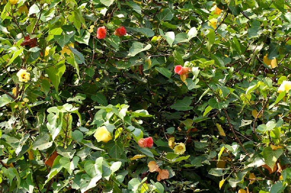 10 PORTIA TREE Yellow Pink Purple Flowers Change Color Pacific Rosewood Tulip Thespesia Populnea Seeds - Image 13