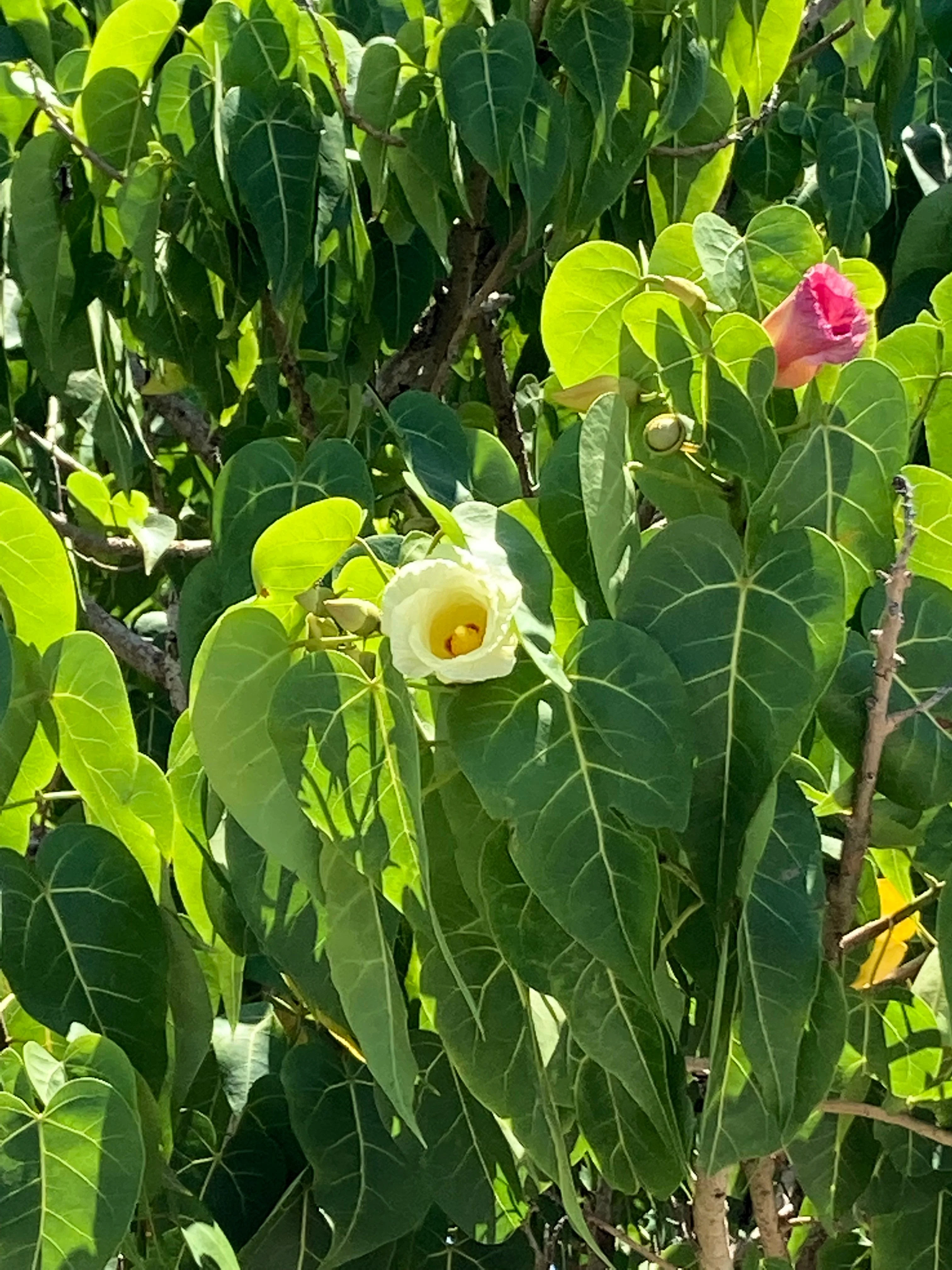 10 PORTIA TREE Yellow Pink Purple Flowers Change Color Pacific Rosewood Tulip Thespesia Populnea Seeds - Image 14