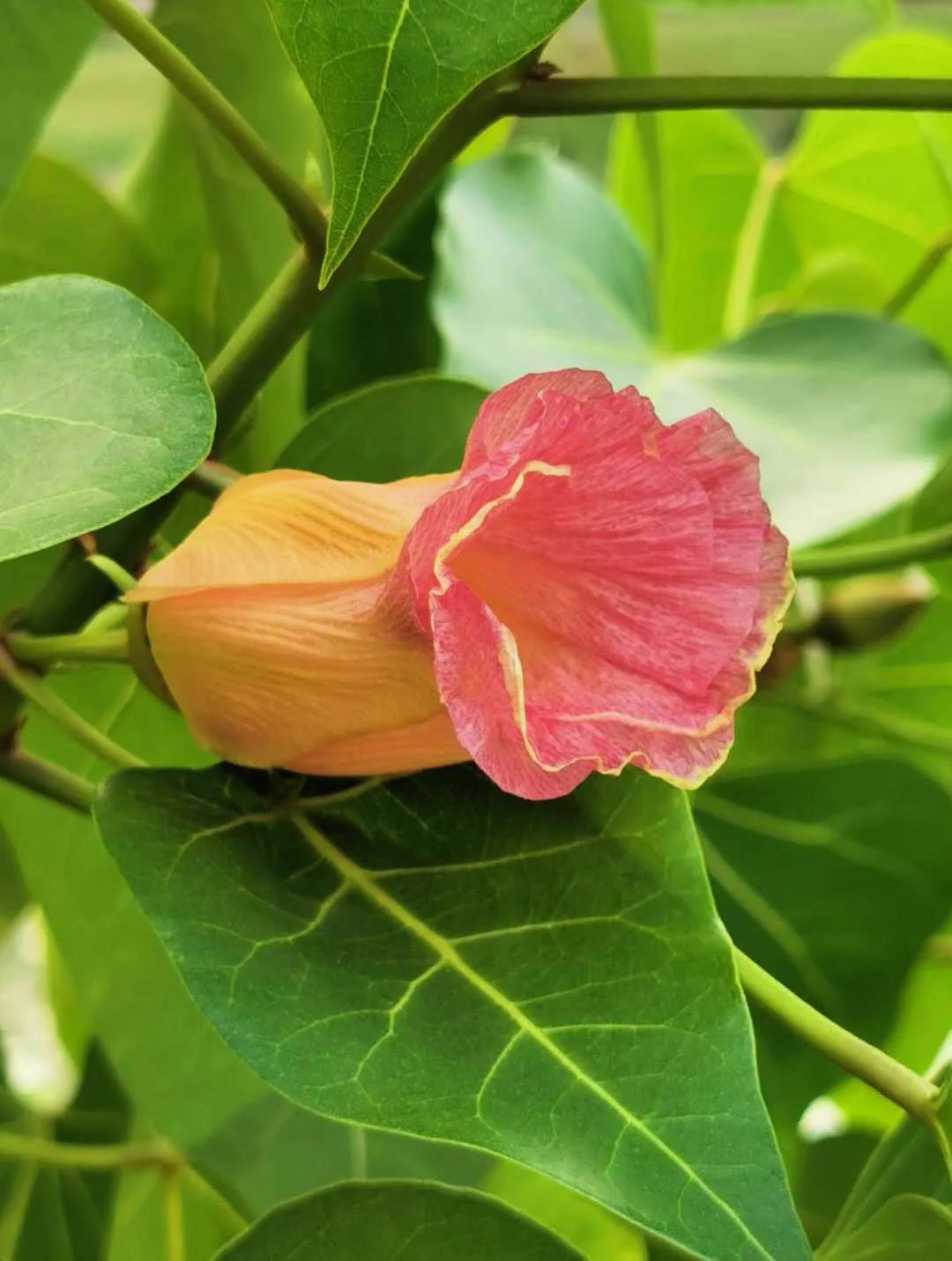 10 PORTIA TREE Yellow Pink Purple Flowers Change Color Pacific Rosewood Tulip Thespesia Populnea Seeds - Image 15