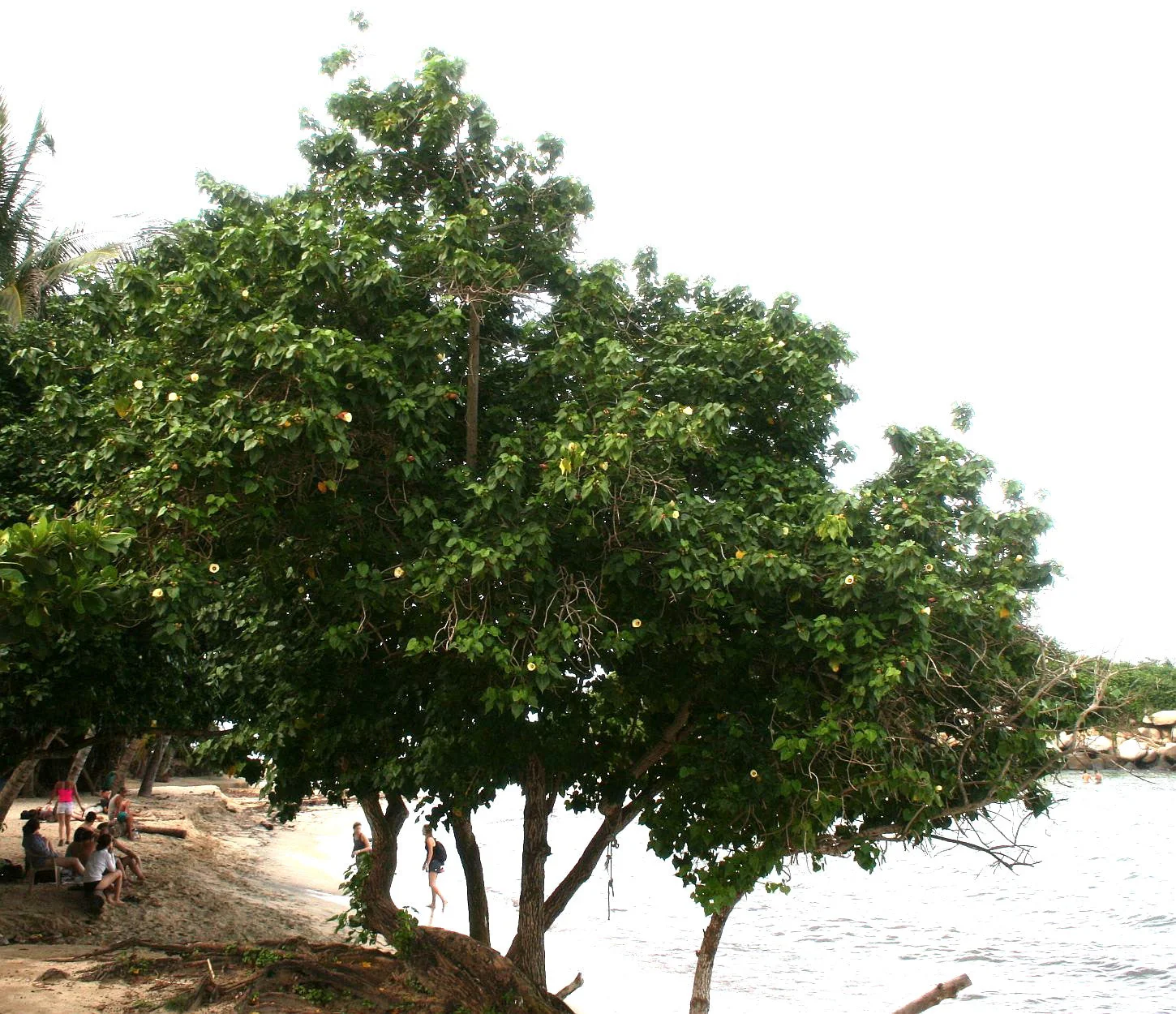 10 PORTIA TREE Yellow Pink Purple Flowers Change Color Pacific Rosewood Tulip Thespesia Populnea Seeds - Image 16