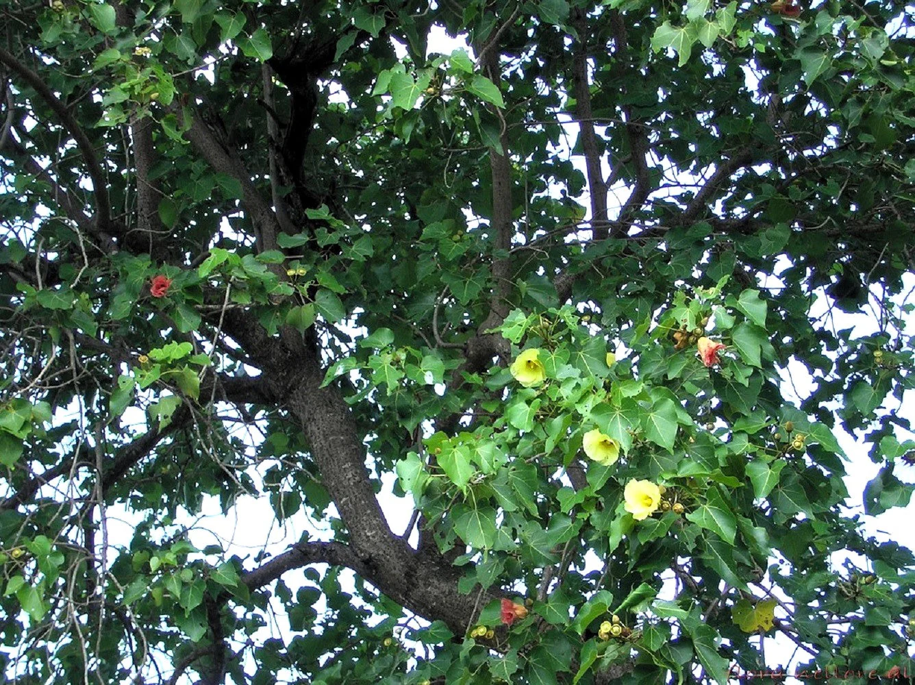 10 PORTIA TREE Yellow Pink Purple Flowers Change Color Pacific Rosewood Tulip Thespesia Populnea Seeds - Image 17