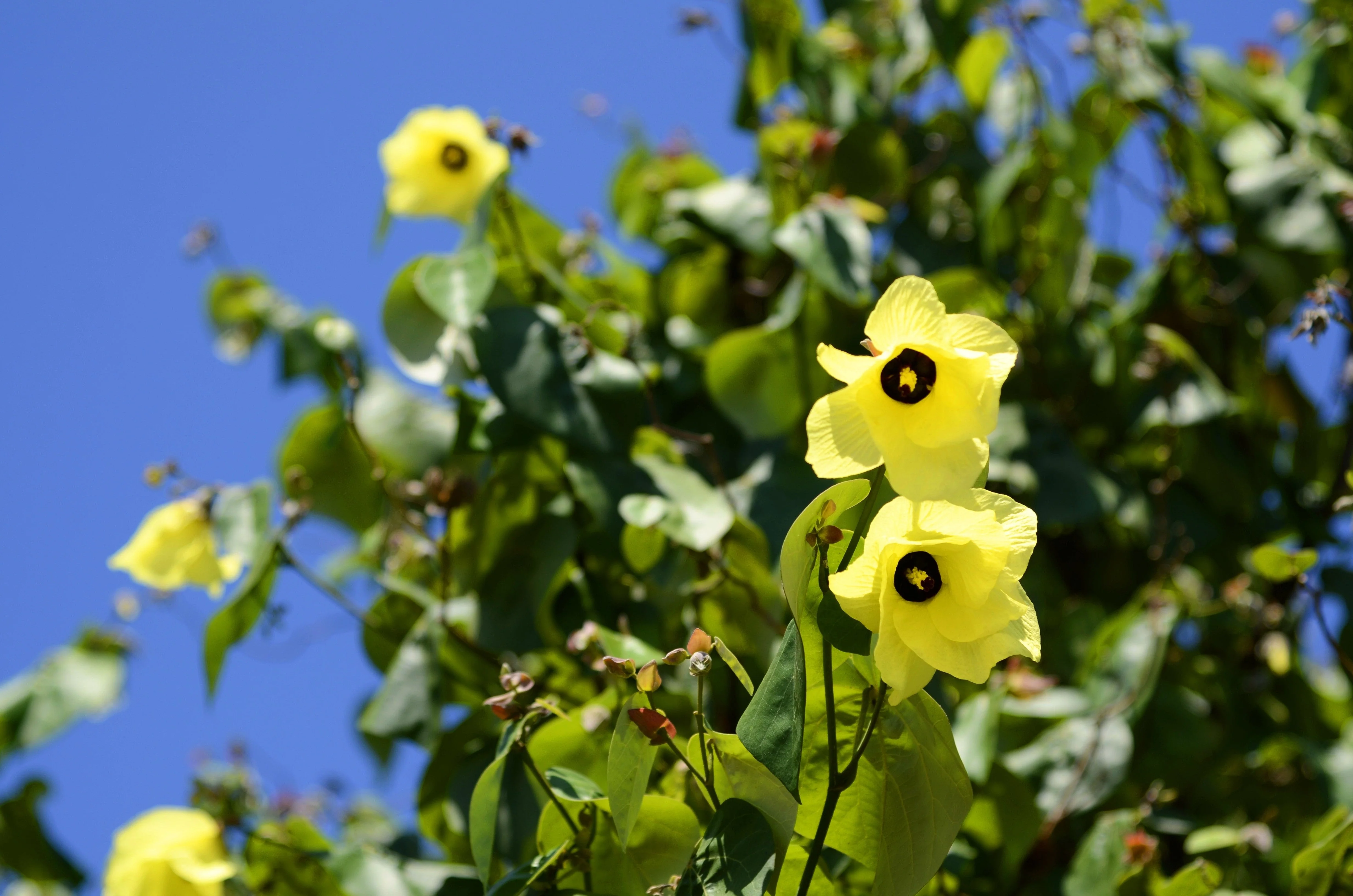 10 PORTIA TREE Yellow Pink Purple Flowers Change Color Pacific Rosewood Tulip Thespesia Populnea Seeds - Image 2