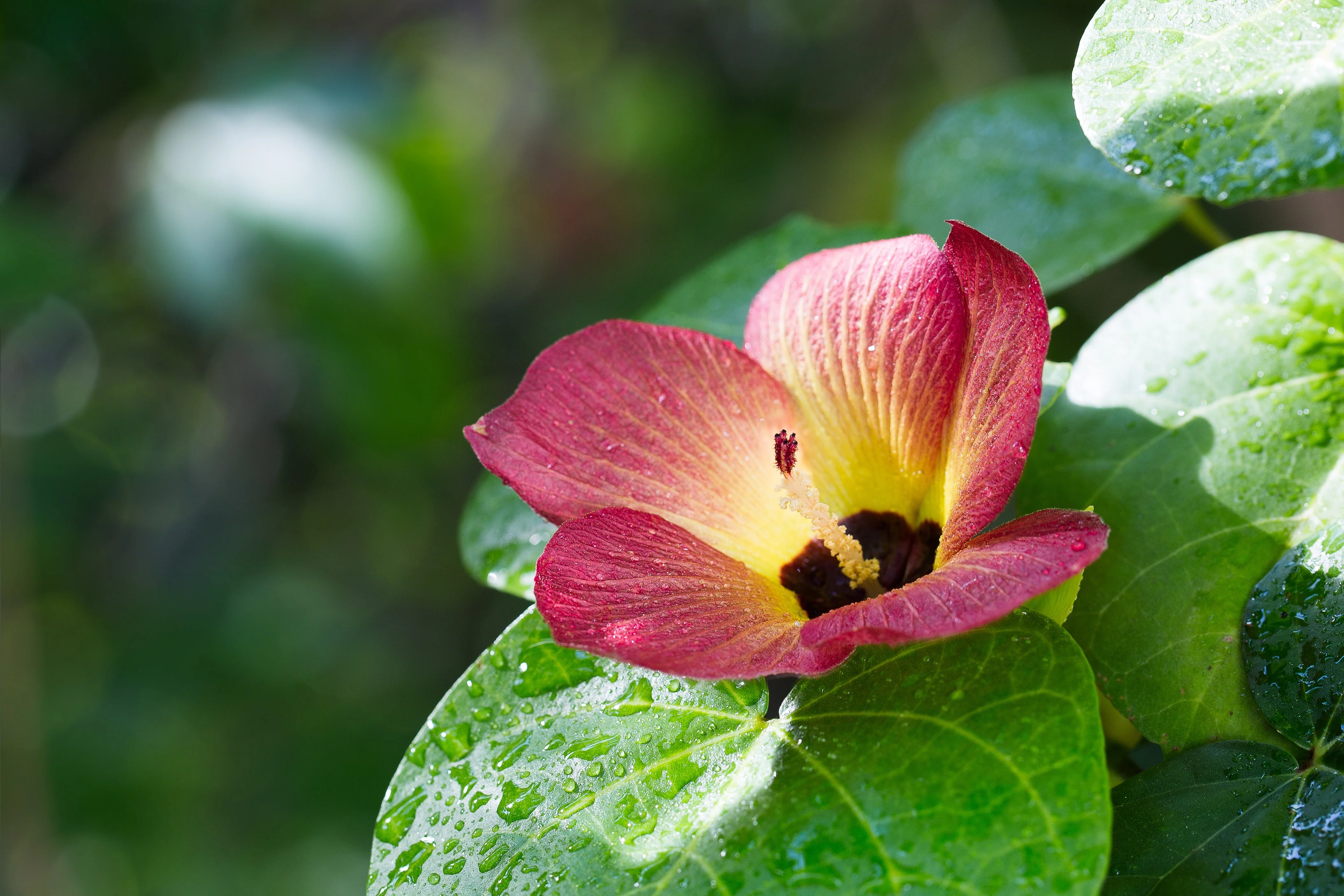10 PORTIA TREE Yellow Pink Purple Flowers Change Color Pacific Rosewood Tulip Thespesia Populnea Seeds - Image 3