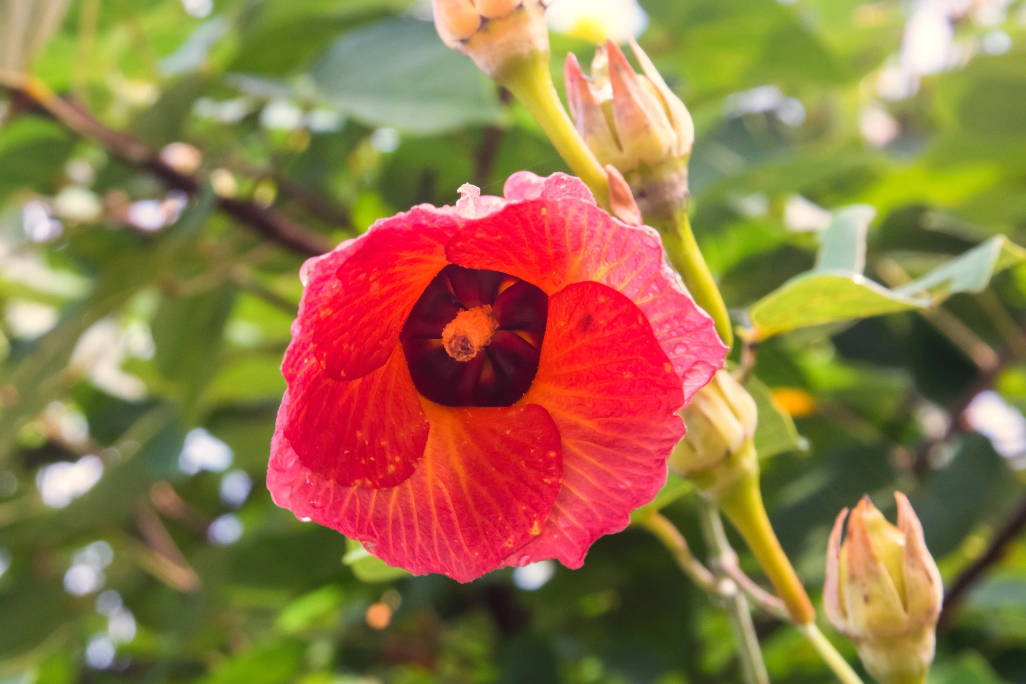 10 PORTIA TREE Yellow Pink Purple Flowers Change Color Pacific Rosewood Tulip Thespesia Populnea Seeds - Image 4