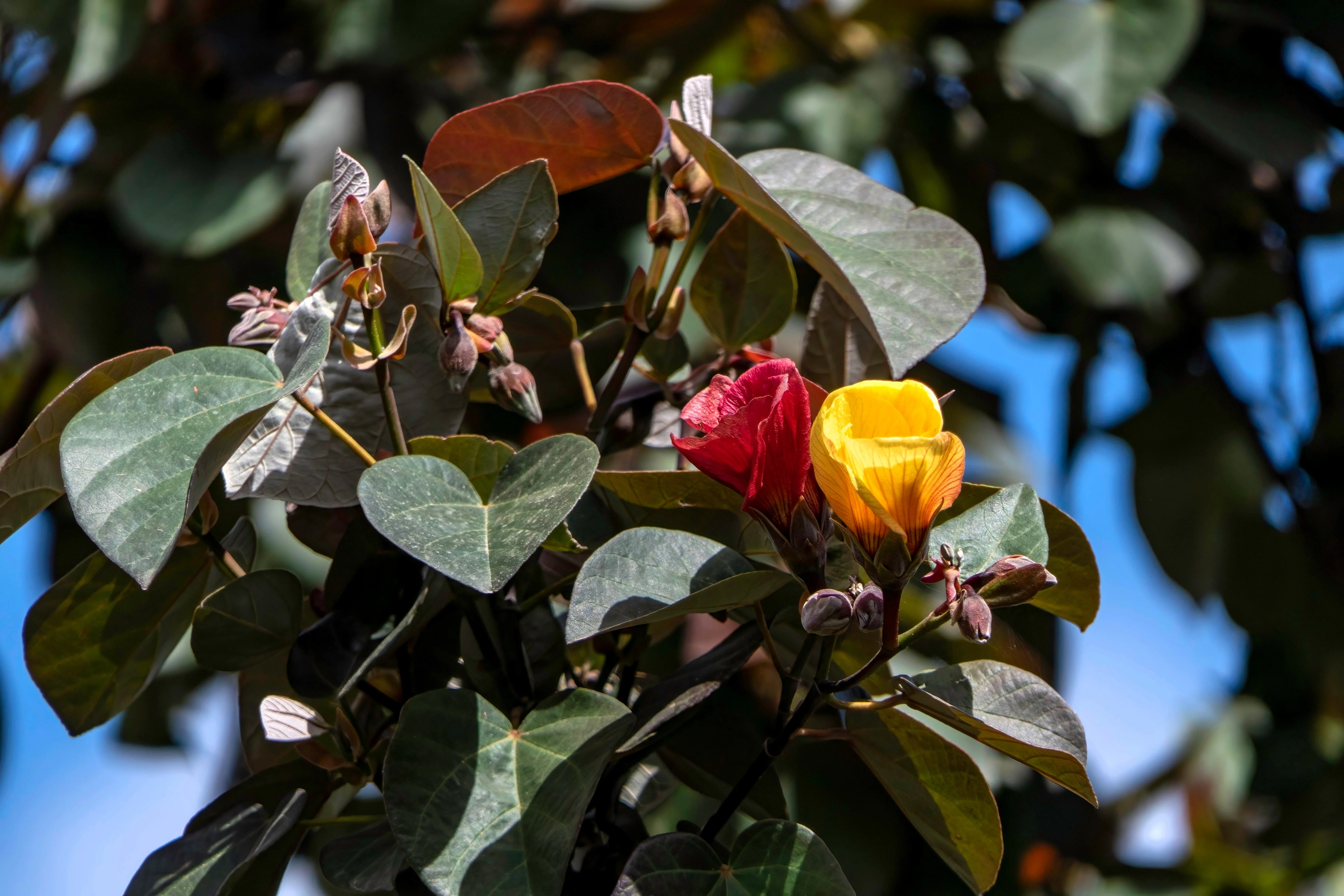 10 PORTIA TREE Yellow Pink Purple Flowers Change Color Pacific Rosewood Tulip Thespesia Populnea Seeds - Image 5