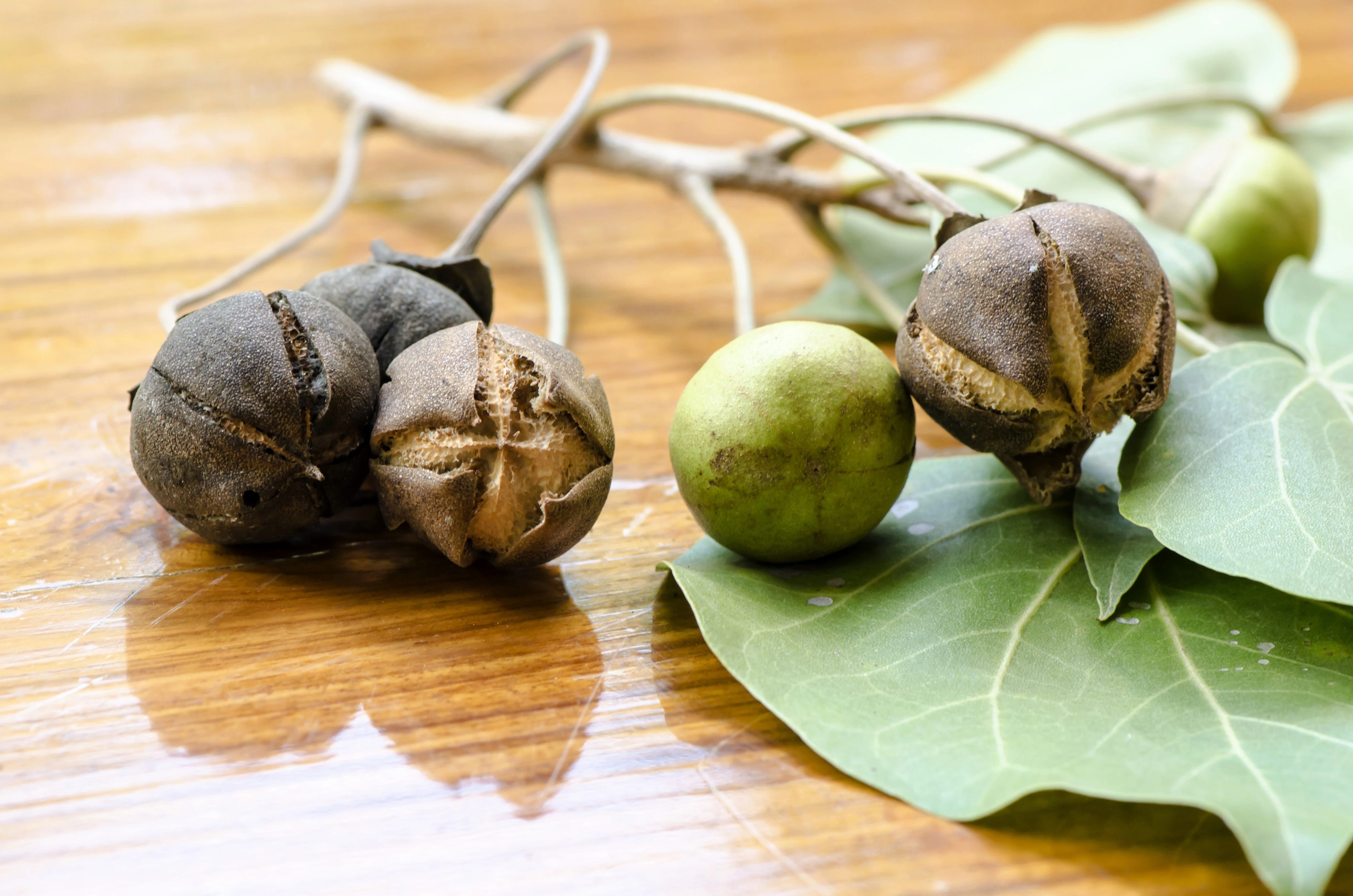 10 PORTIA TREE Yellow Pink Purple Flowers Change Color Pacific Rosewood Tulip Thespesia Populnea Seeds - Image 6