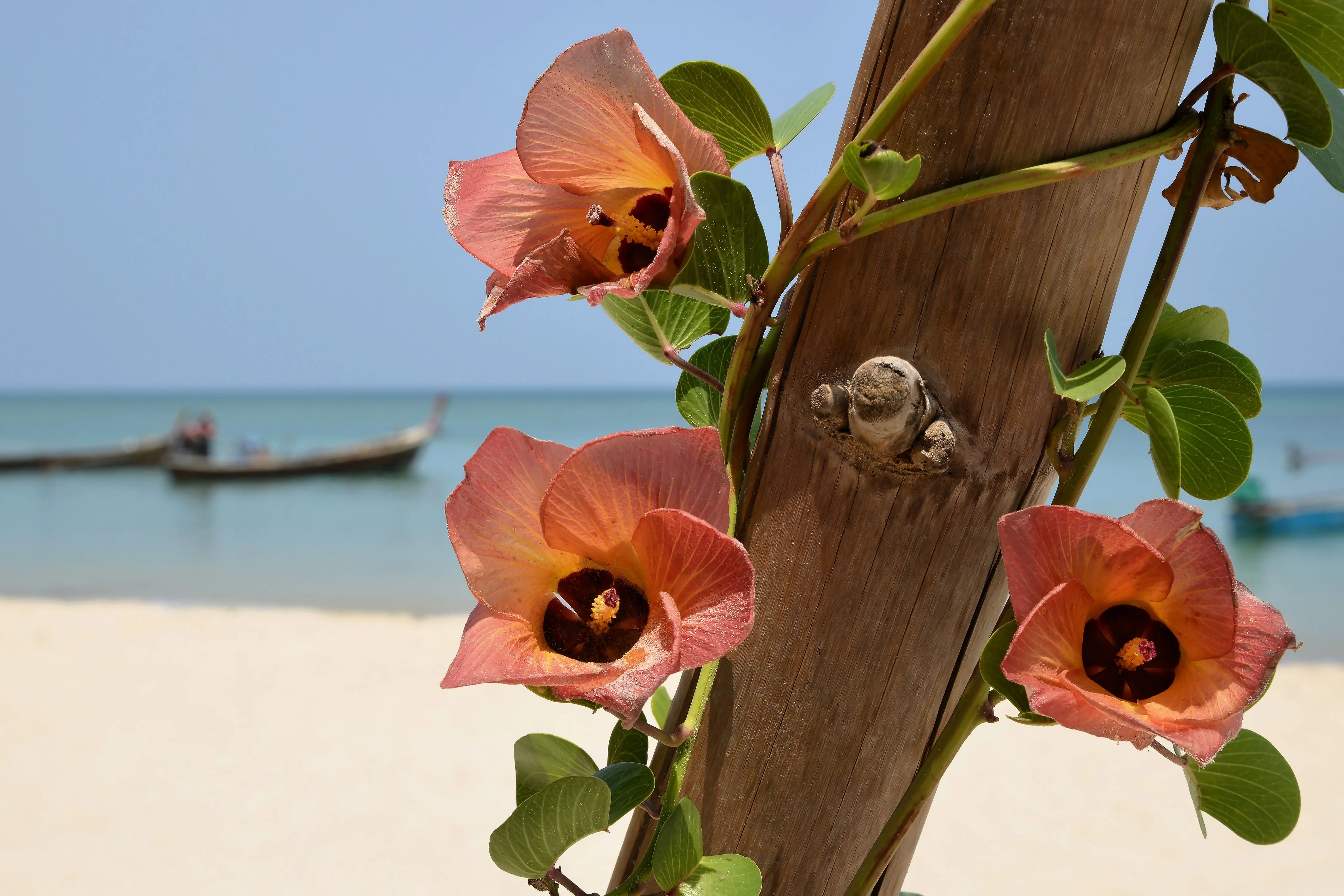 10 PORTIA TREE Yellow Pink Purple Flowers Change Color Pacific Rosewood Tulip Thespesia Populnea Seeds - Image 7