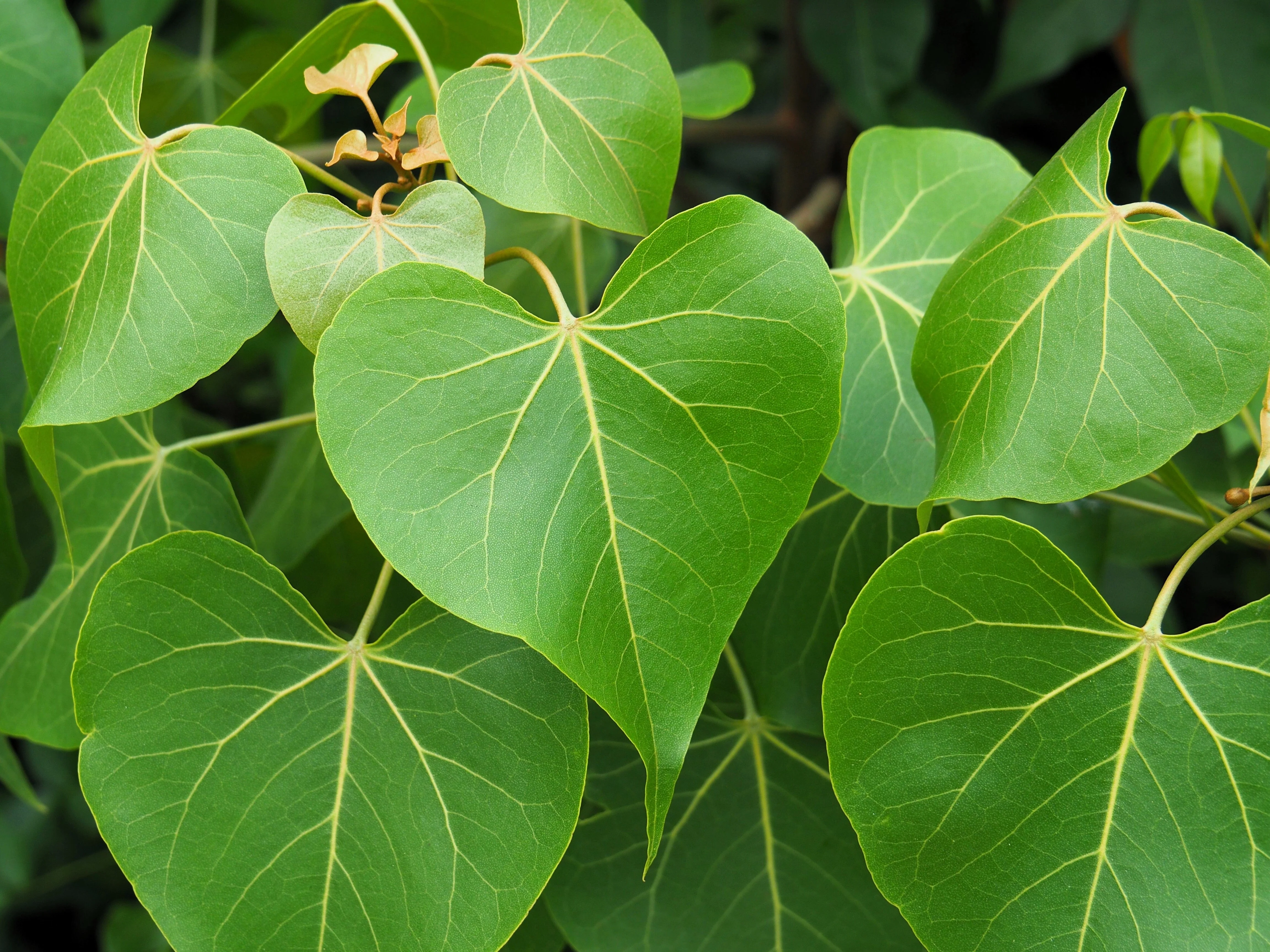 10 PORTIA TREE Yellow Pink Purple Flowers Change Color Pacific Rosewood Tulip Thespesia Populnea Seeds - Image 8