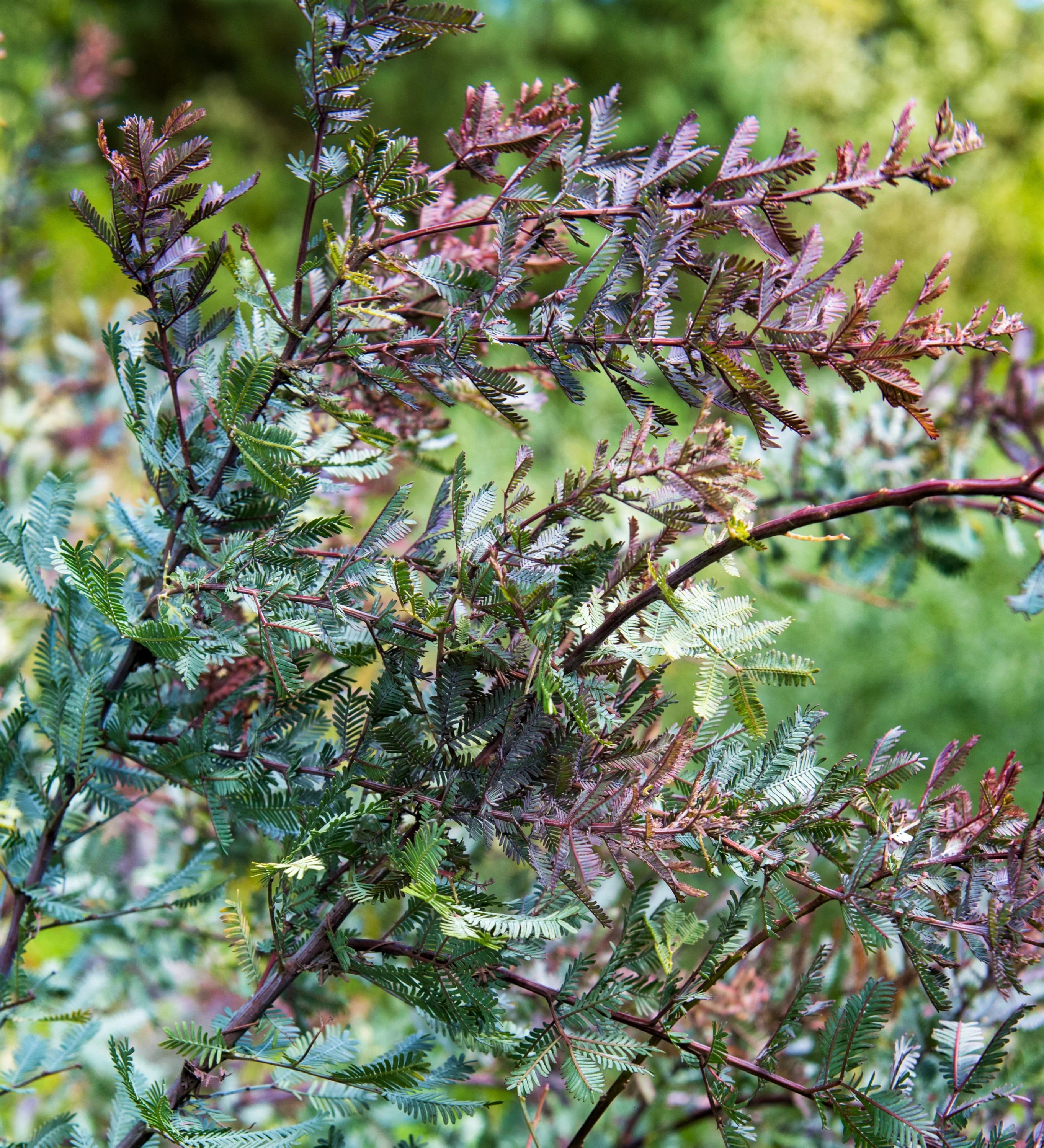 10 PURPLE ACACIA Baileyana Purpurea Fernleaf Mimosa Cootamundra Wattle Tree Yellow Flower Seeds - Image 10