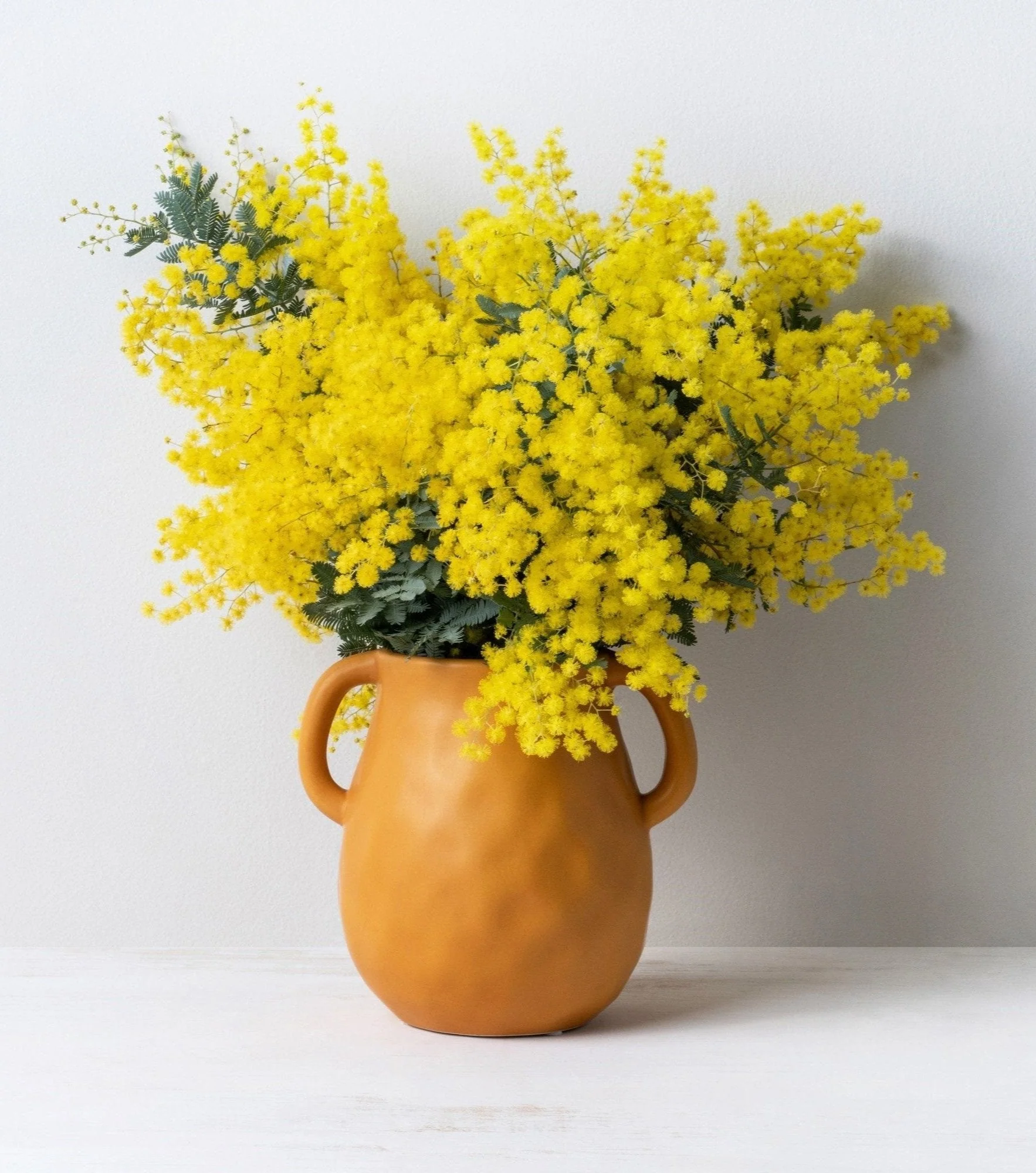 10 PURPLE ACACIA Baileyana Purpurea Fernleaf Mimosa Cootamundra Wattle Tree Yellow Flower Seeds - Image 11