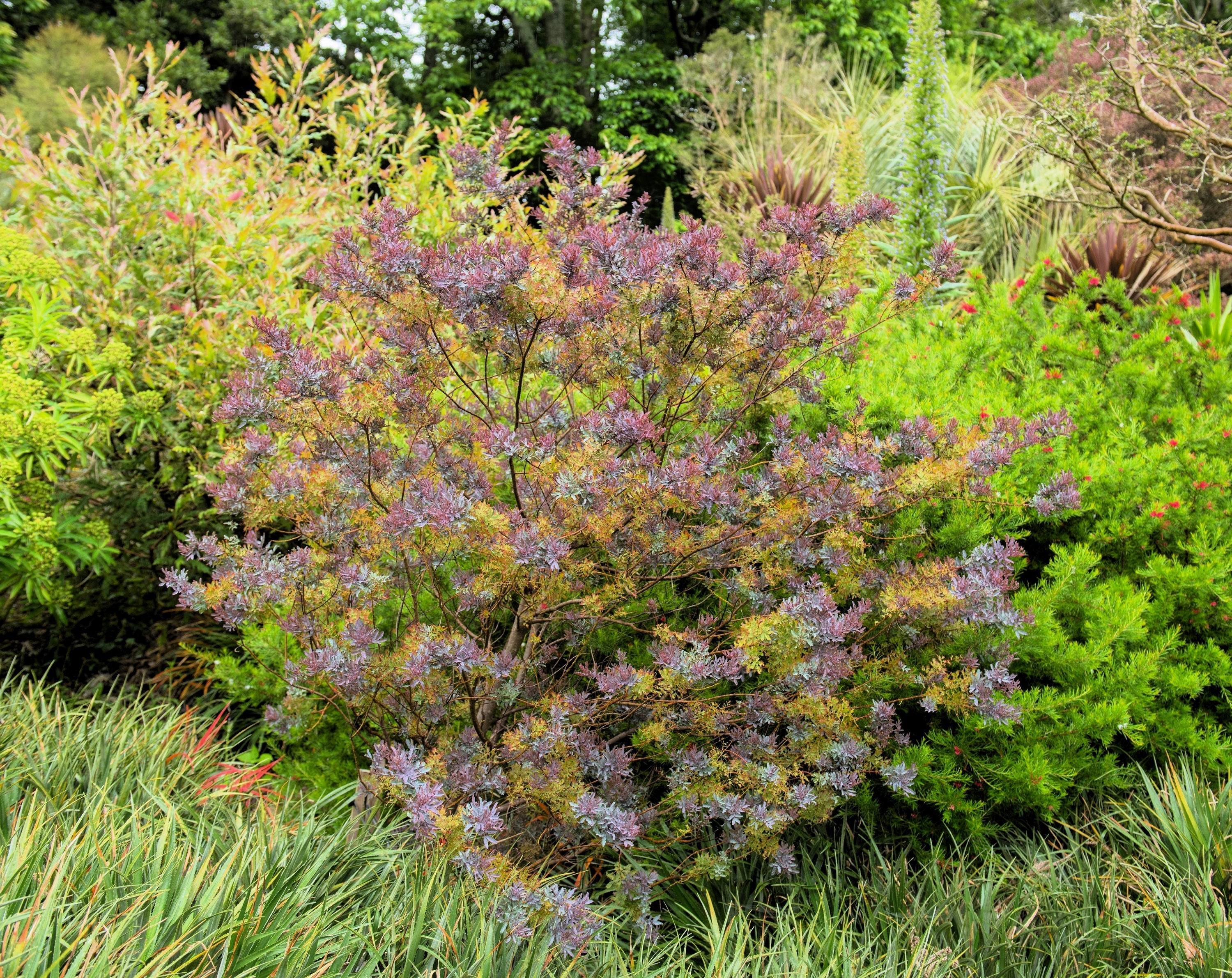 10 PURPLE ACACIA Baileyana Purpurea Fernleaf Mimosa Cootamundra Wattle Tree Yellow Flower Seeds - Image 3