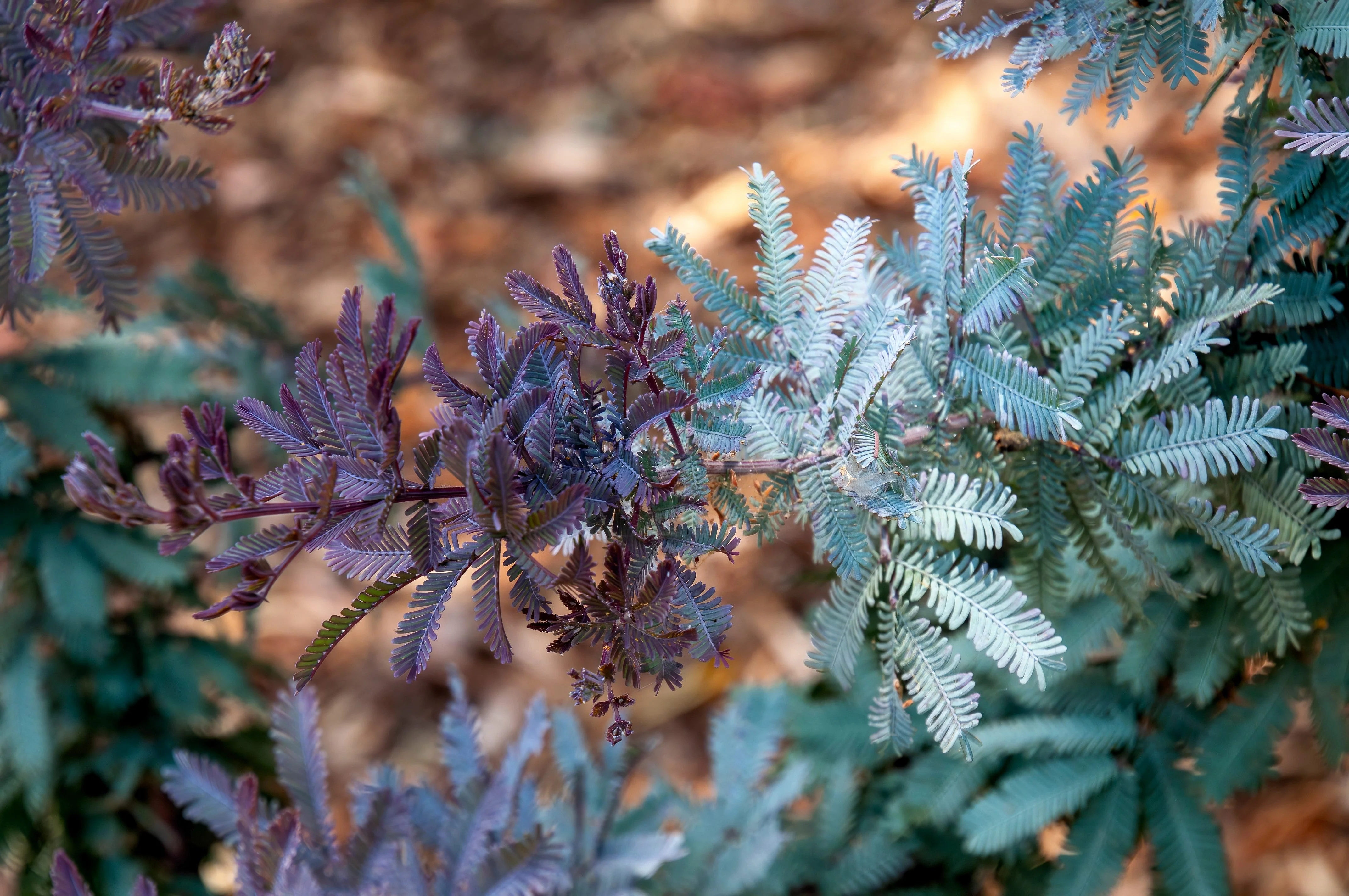 10 PURPLE ACACIA Baileyana Purpurea Fernleaf Mimosa Cootamundra Wattle Tree Yellow Flower Seeds - Image 4