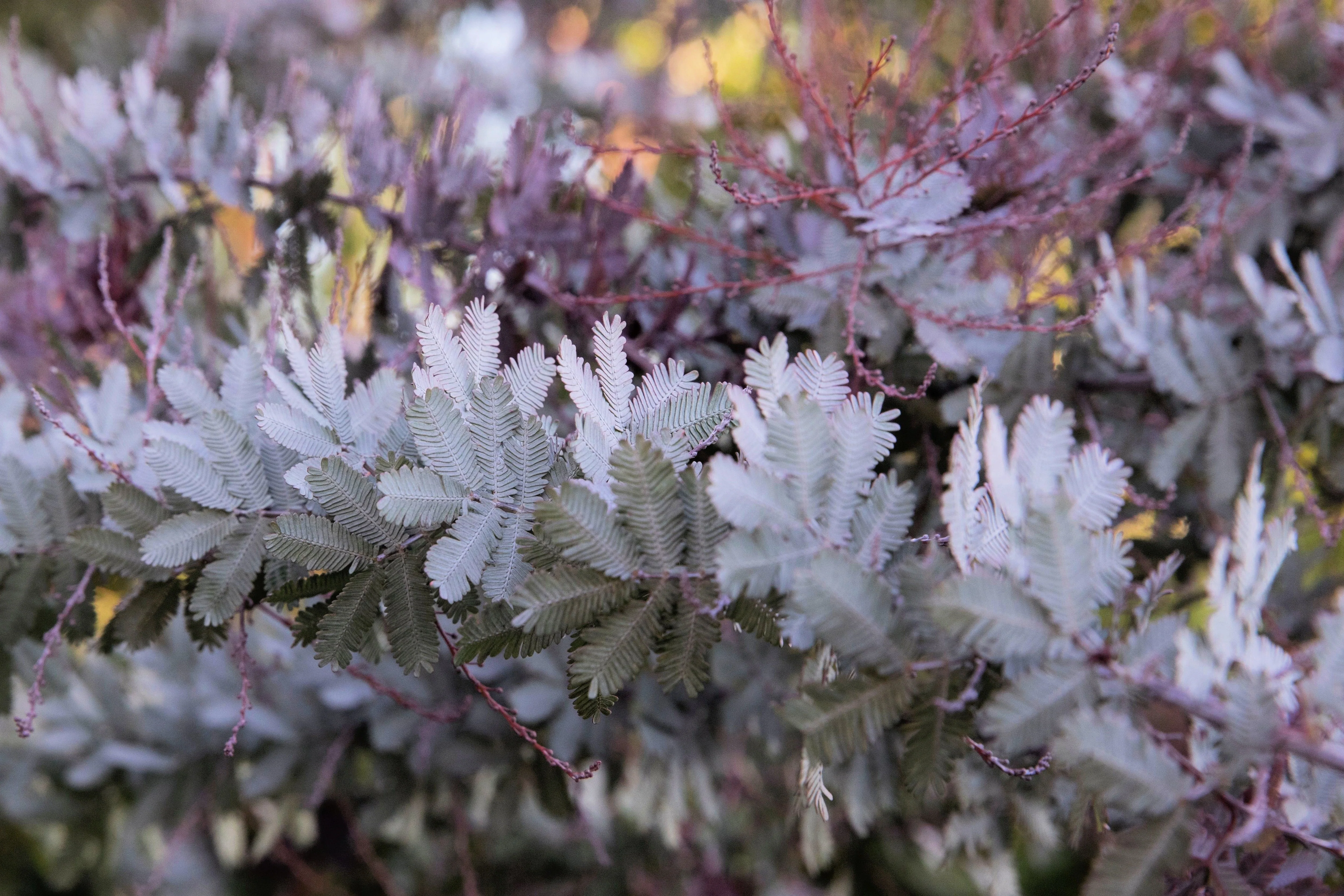 10 PURPLE ACACIA Baileyana Purpurea Fernleaf Mimosa Cootamundra Wattle Tree Yellow Flower Seeds - Image 5