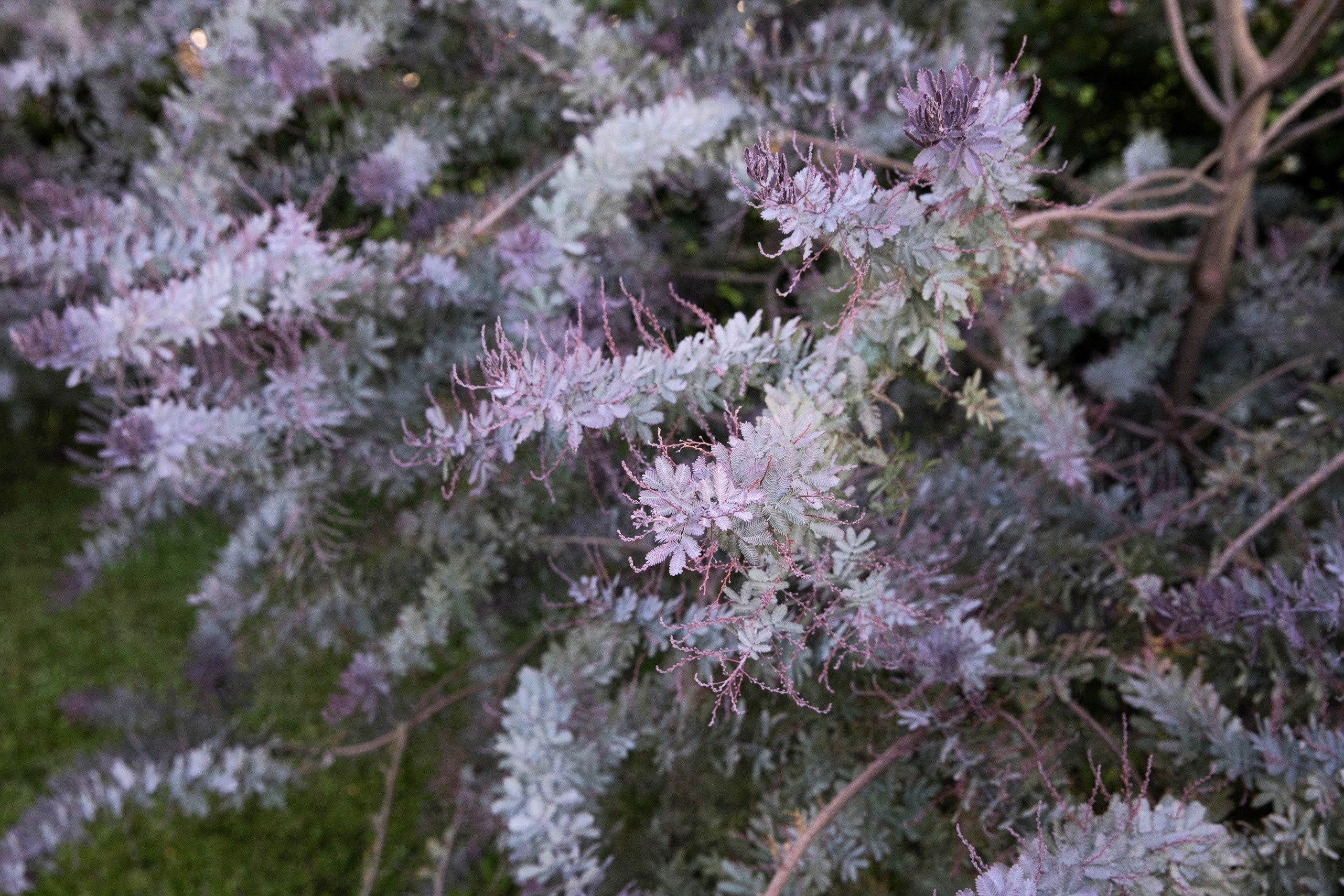 10 PURPLE ACACIA Baileyana Purpurea Fernleaf Mimosa Cootamundra Wattle Tree Yellow Flower Seeds - Image 6