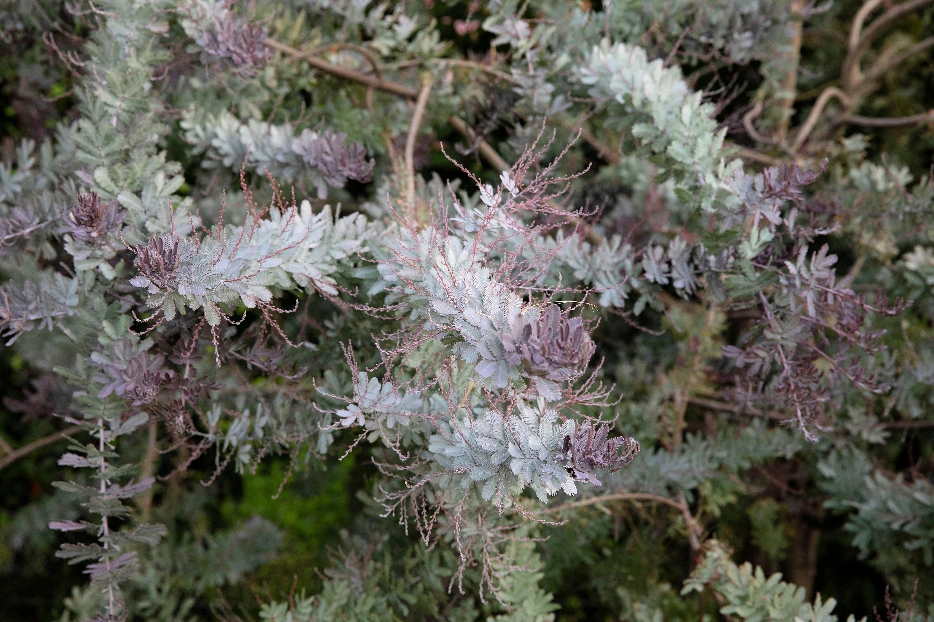 10 PURPLE ACACIA Baileyana Purpurea Fernleaf Mimosa Cootamundra Wattle Tree Yellow Flower Seeds - Image 7