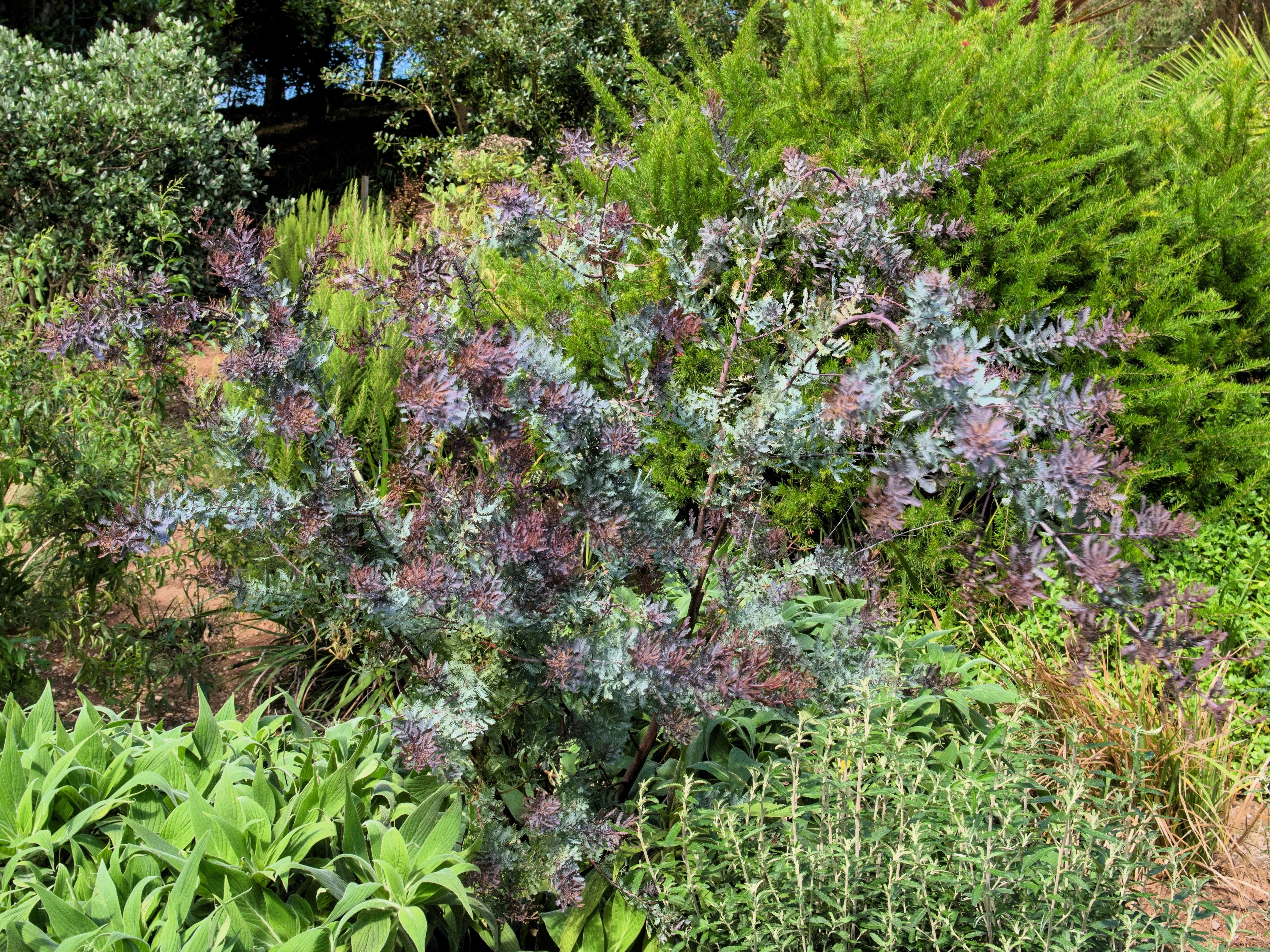 10 PURPLE ACACIA Baileyana Purpurea Fernleaf Mimosa Cootamundra Wattle Tree Yellow Flower Seeds - Image 8