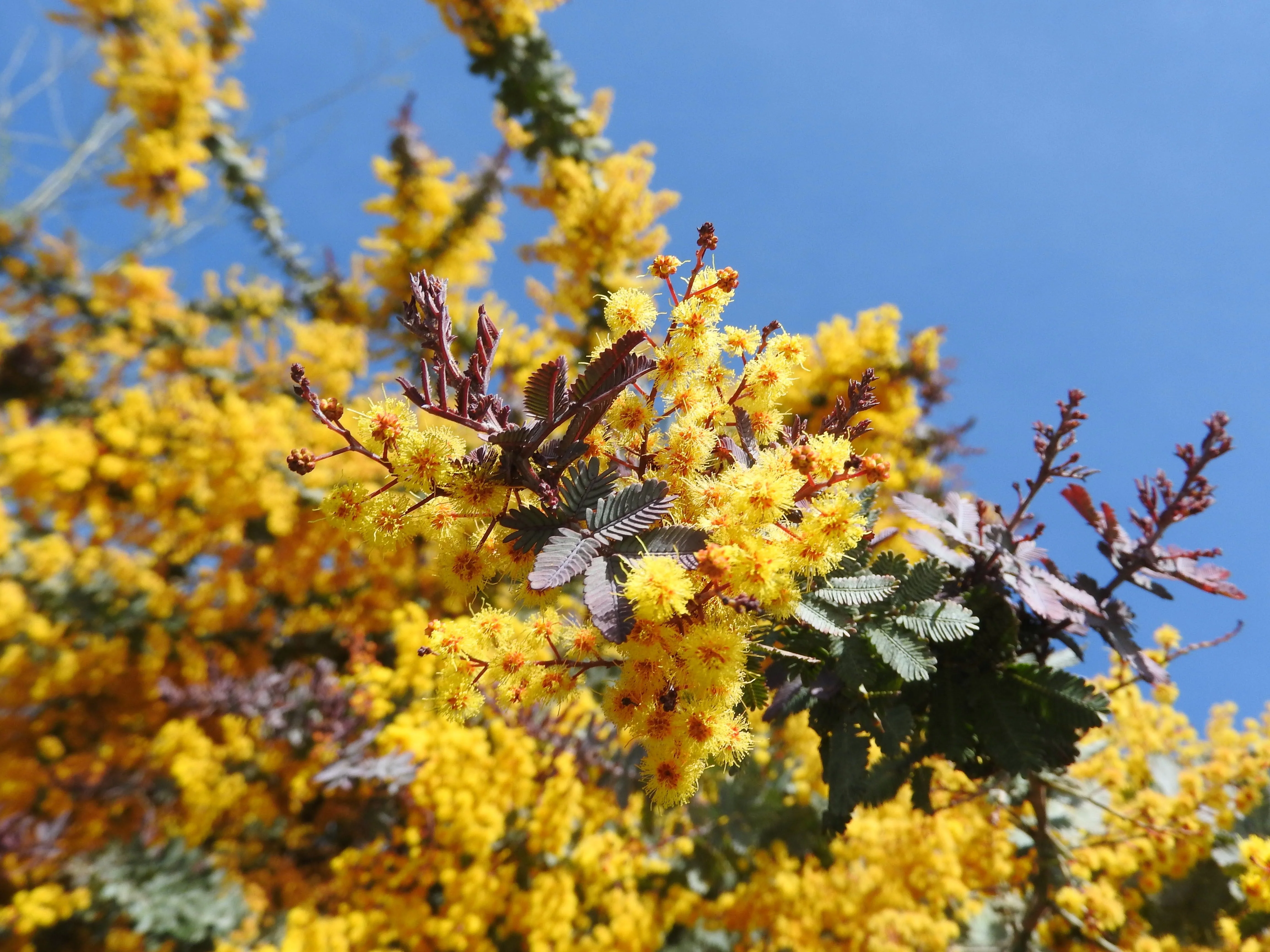 10 PURPLE ACACIA Baileyana Purpurea Fernleaf Mimosa Cootamundra Wattle Tree Yellow Flower Seeds - Image 9