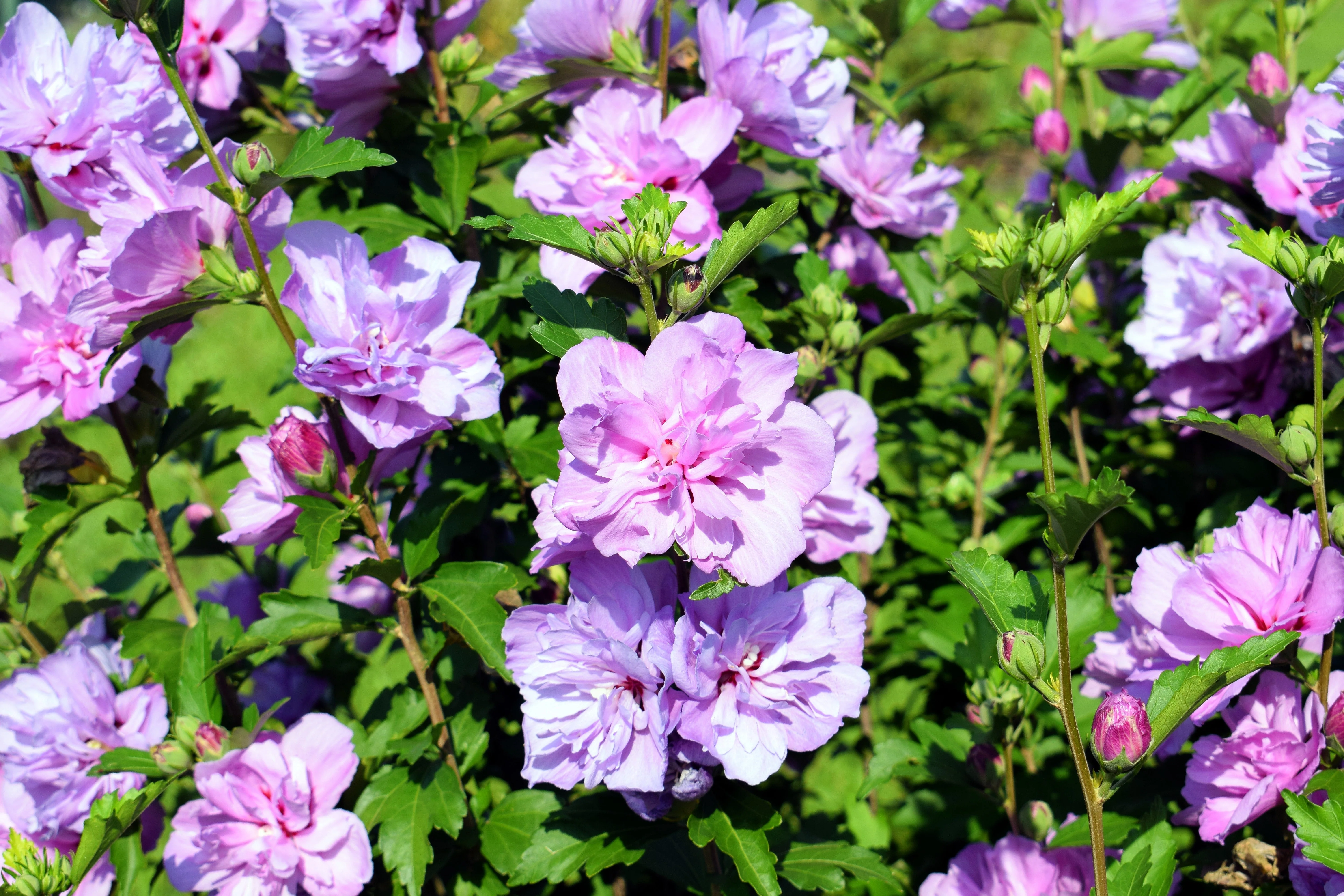 10 Purple Double ROSE Of SHARON Hibiscus Syriacus Flower Tree Shrub Seeds - Image 2