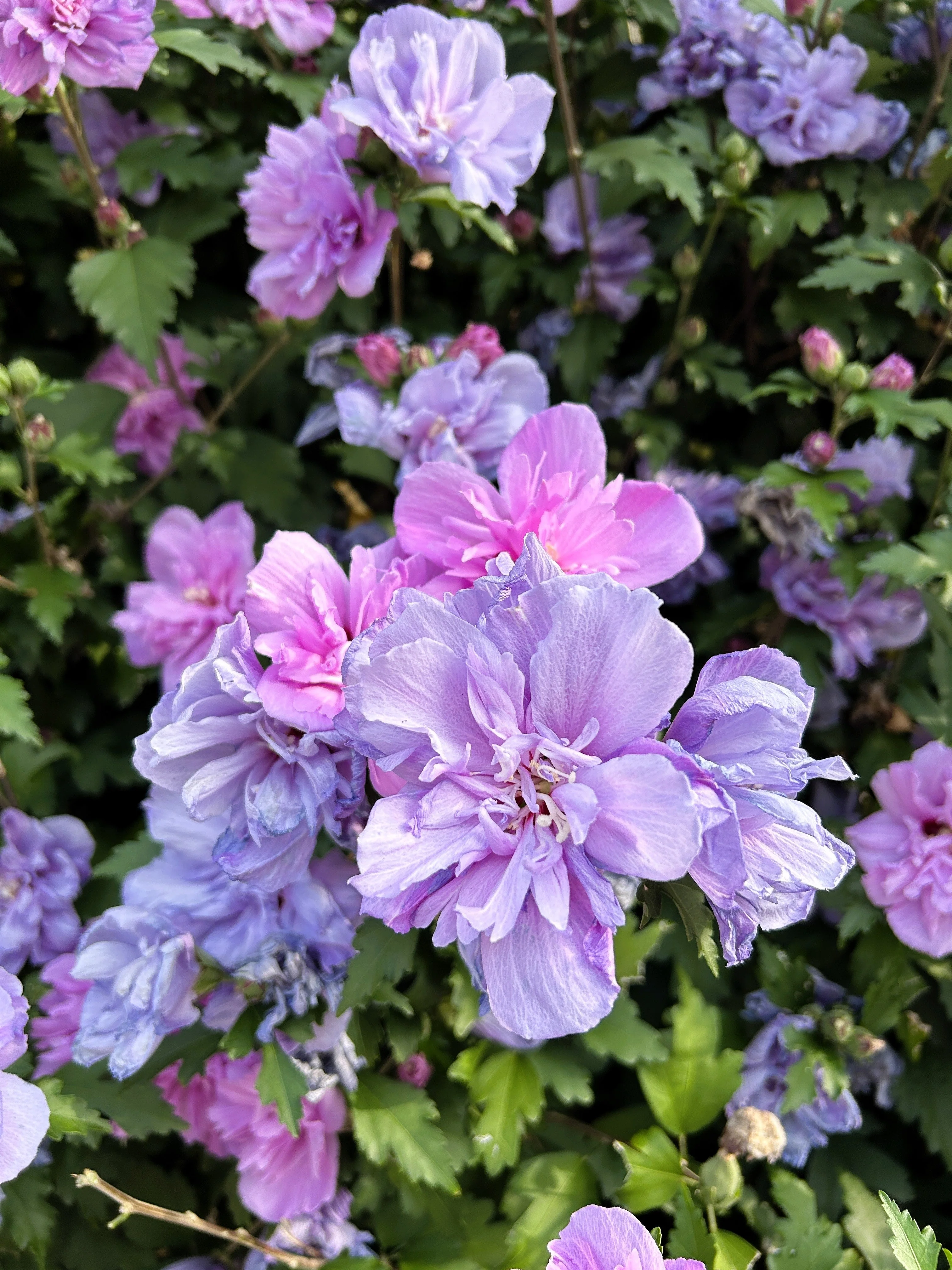 10 Purple Double ROSE Of SHARON Hibiscus Syriacus Flower Tree Shrub Seeds - Image 4