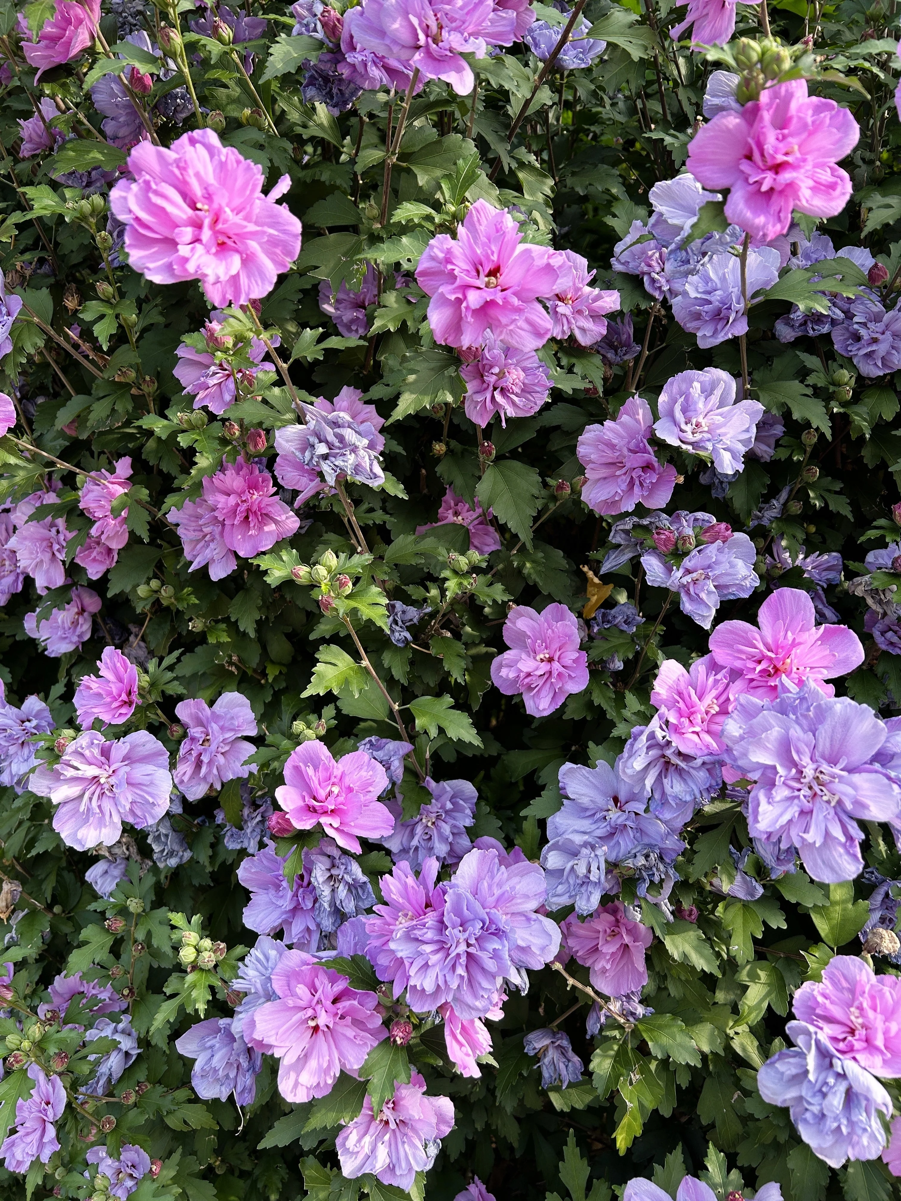 10 Purple Double ROSE Of SHARON Hibiscus Syriacus Flower Tree Shrub Seeds - Image 5