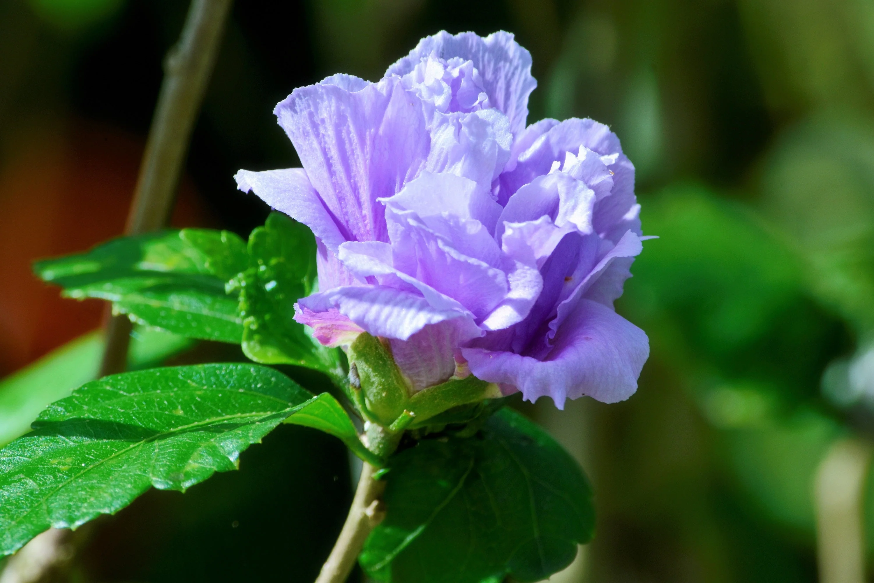 10 Purple Double ROSE Of SHARON Hibiscus Syriacus Flower Tree Shrub Seeds - Image 6
