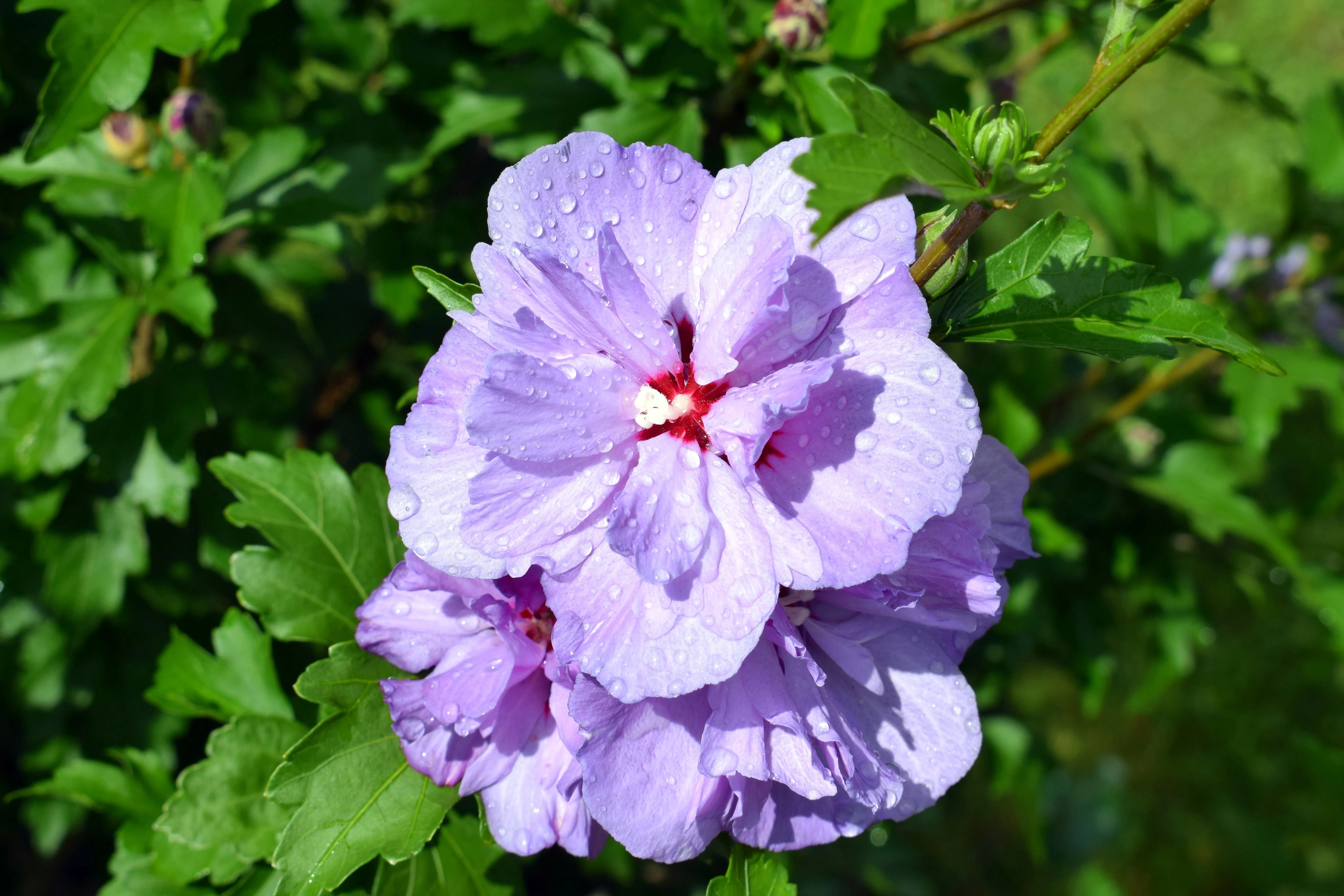 10 Purple Double ROSE Of SHARON Hibiscus Syriacus Flower Tree Shrub Seeds - Image 7