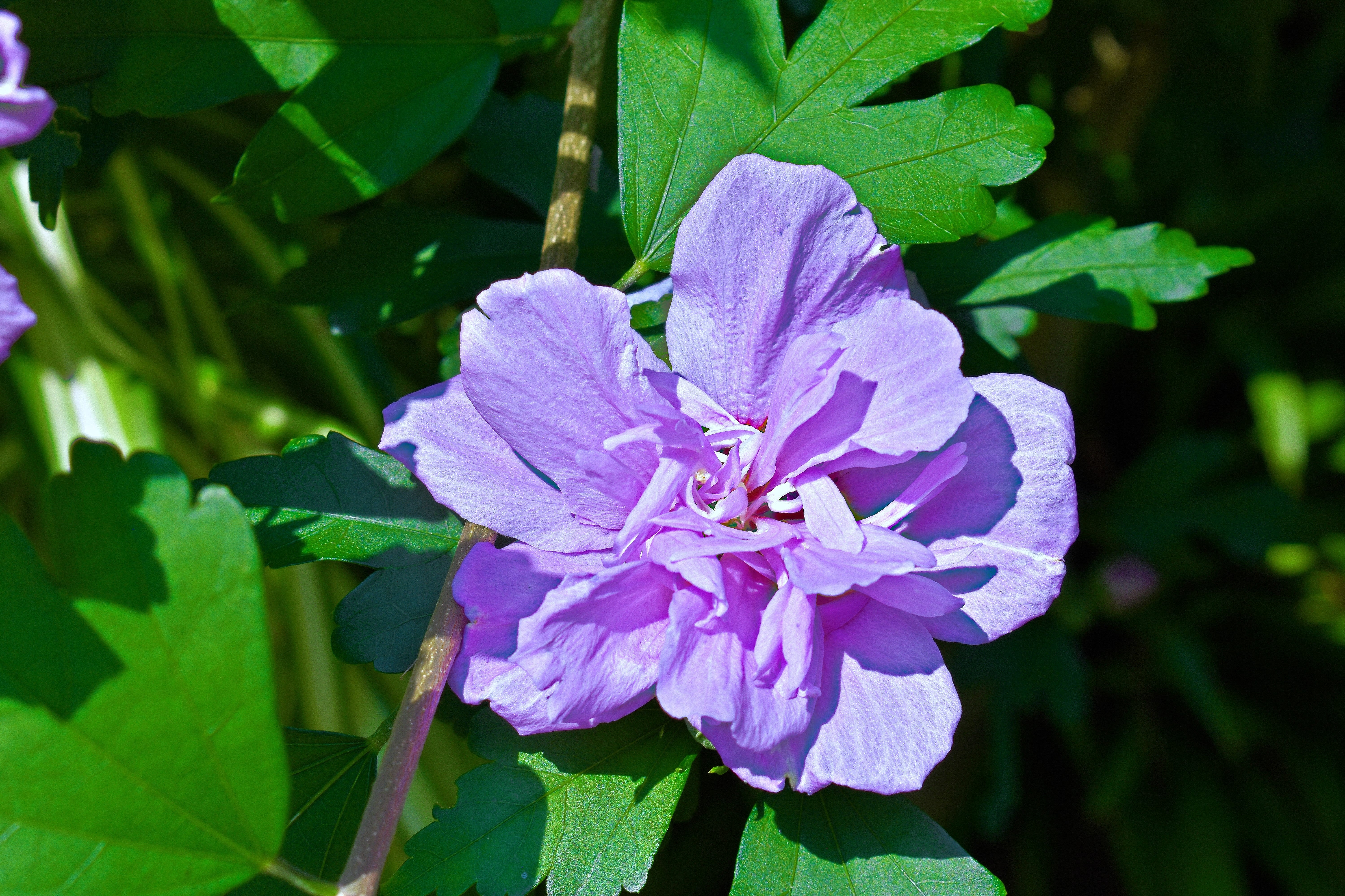 10 Purple Double ROSE Of SHARON Hibiscus Syriacus Flower Tree Shrub Seeds - Image 8