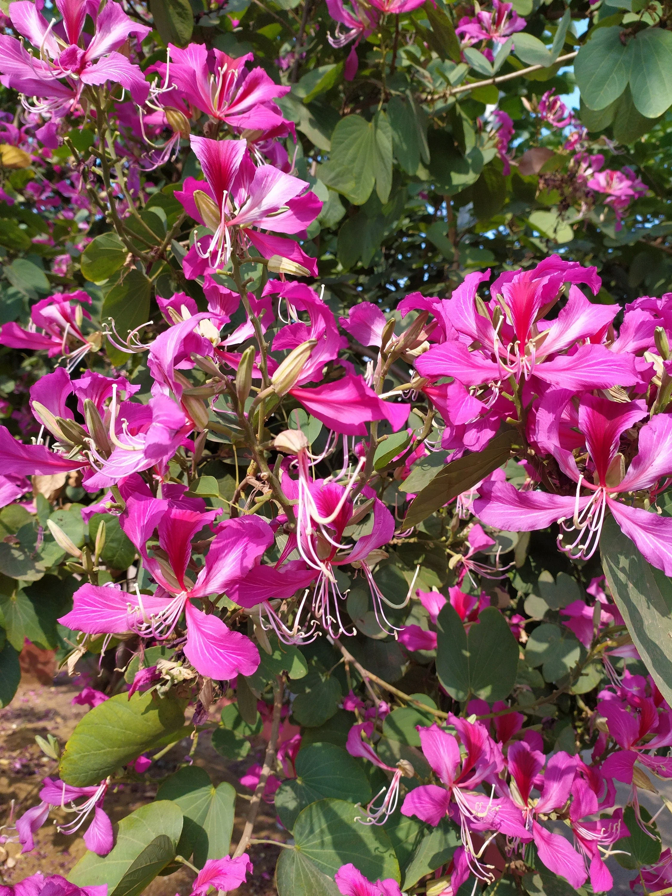 10 PURPLE ORCHID TREE Bauhinia Purpurea Camel's Foot Butterfly Flower Tree Hummingbird Seeds - Image 10
