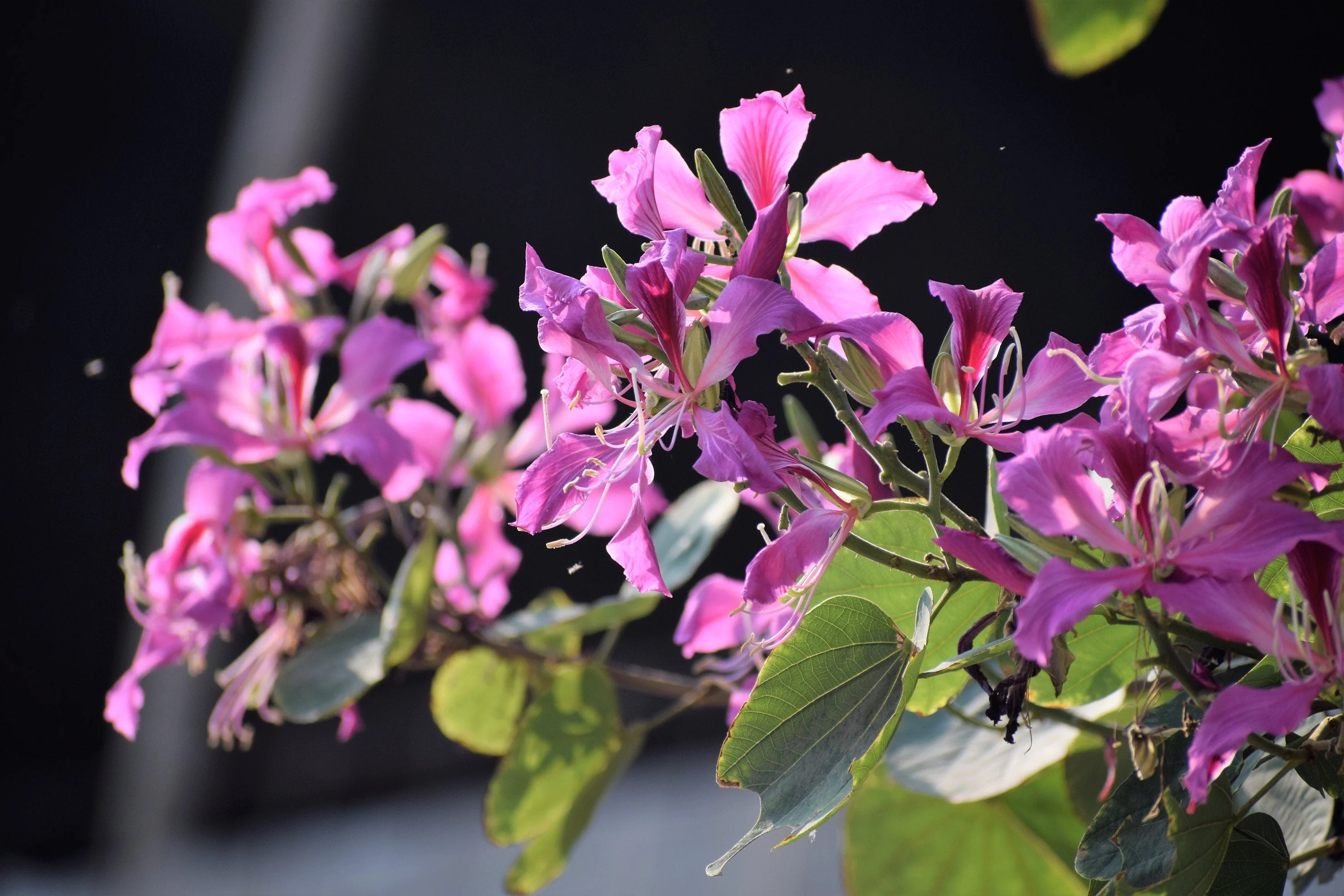 10 PURPLE ORCHID TREE Bauhinia Purpurea Camel's Foot Butterfly Flower Tree Hummingbird Seeds - Image 2