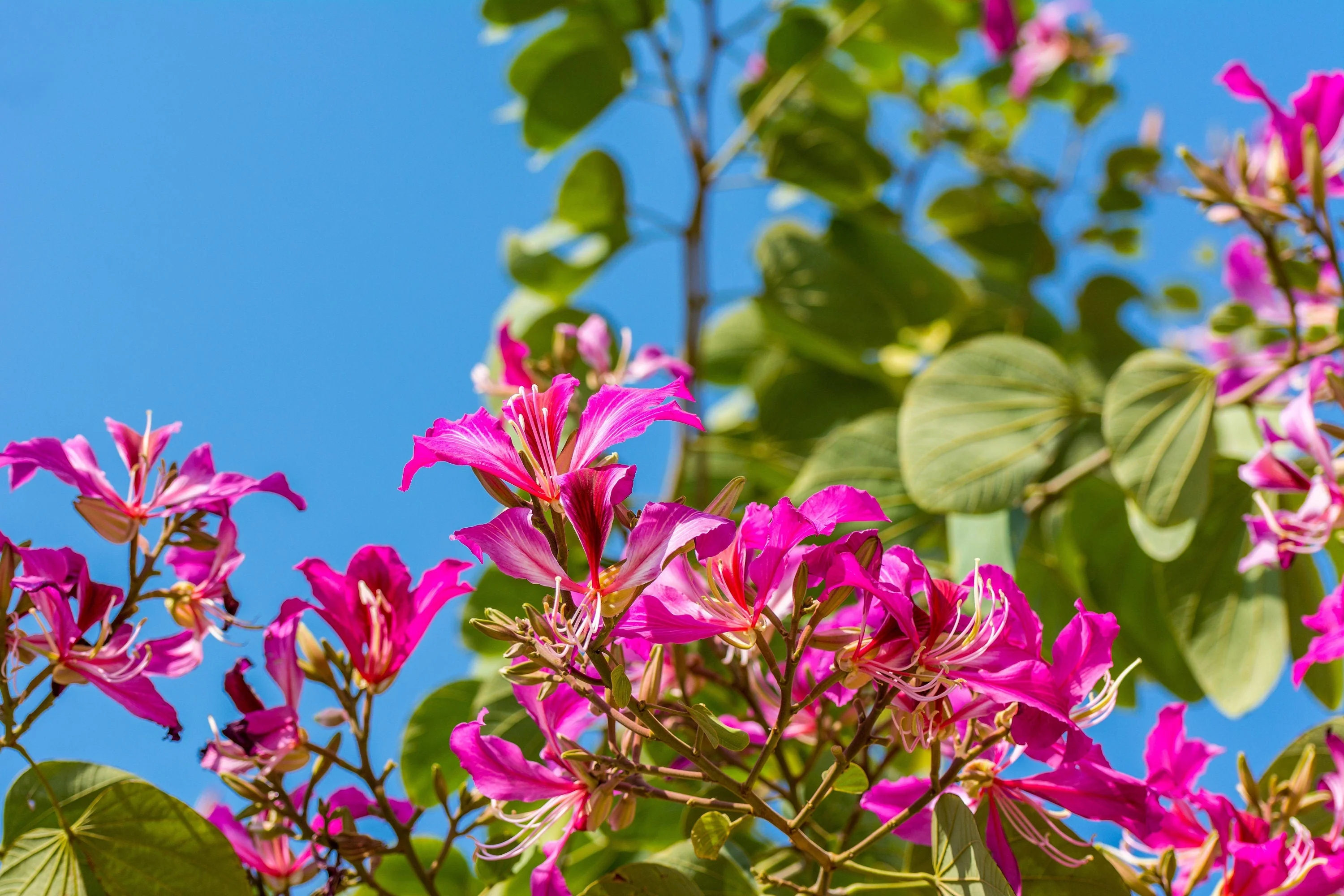 10 PURPLE ORCHID TREE Bauhinia Purpurea Camel's Foot Butterfly Flower Tree Hummingbird Seeds - Image 3