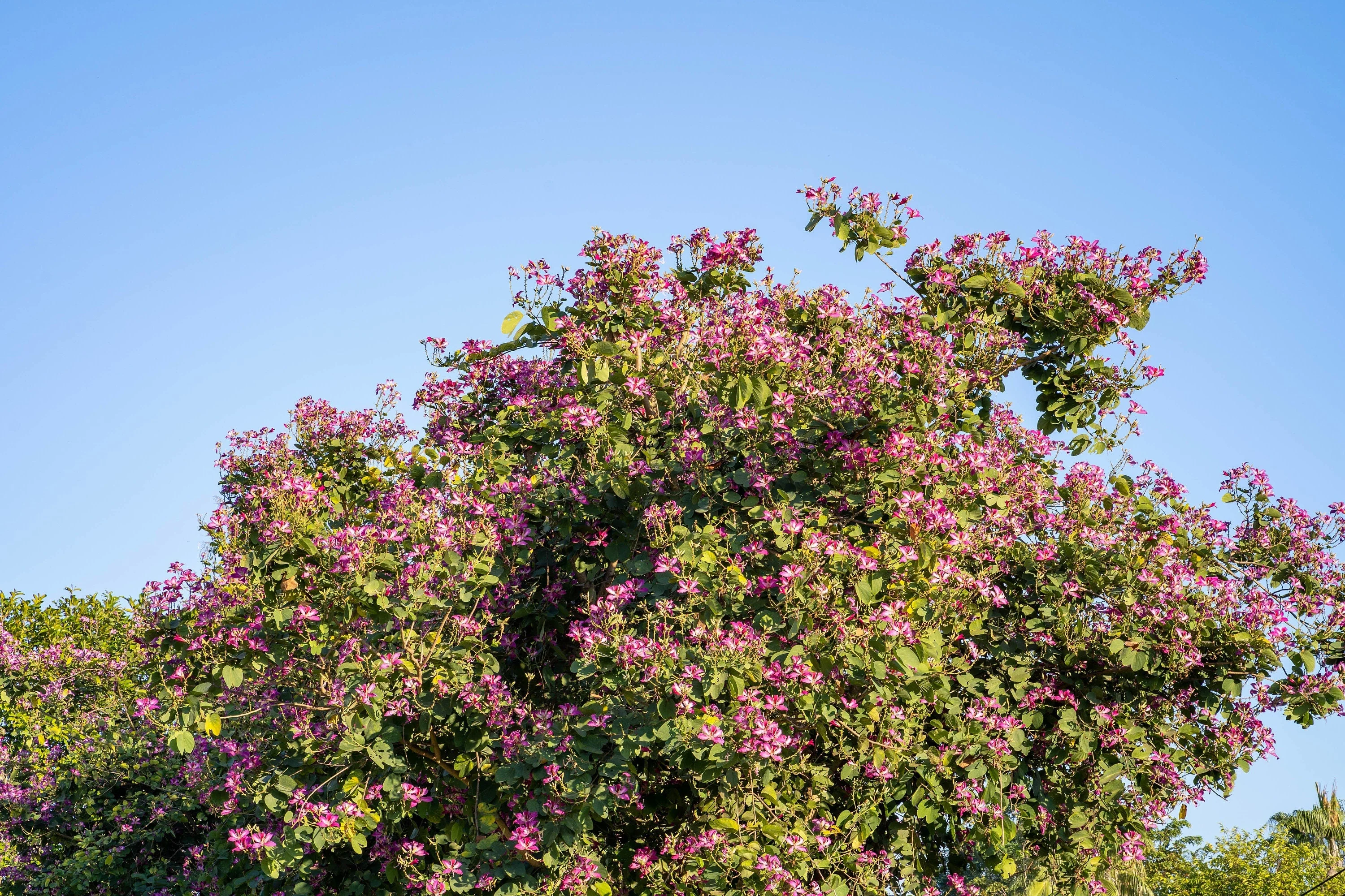 10 PURPLE ORCHID TREE Bauhinia Purpurea Camel's Foot Butterfly Flower Tree Hummingbird Seeds - Image 4