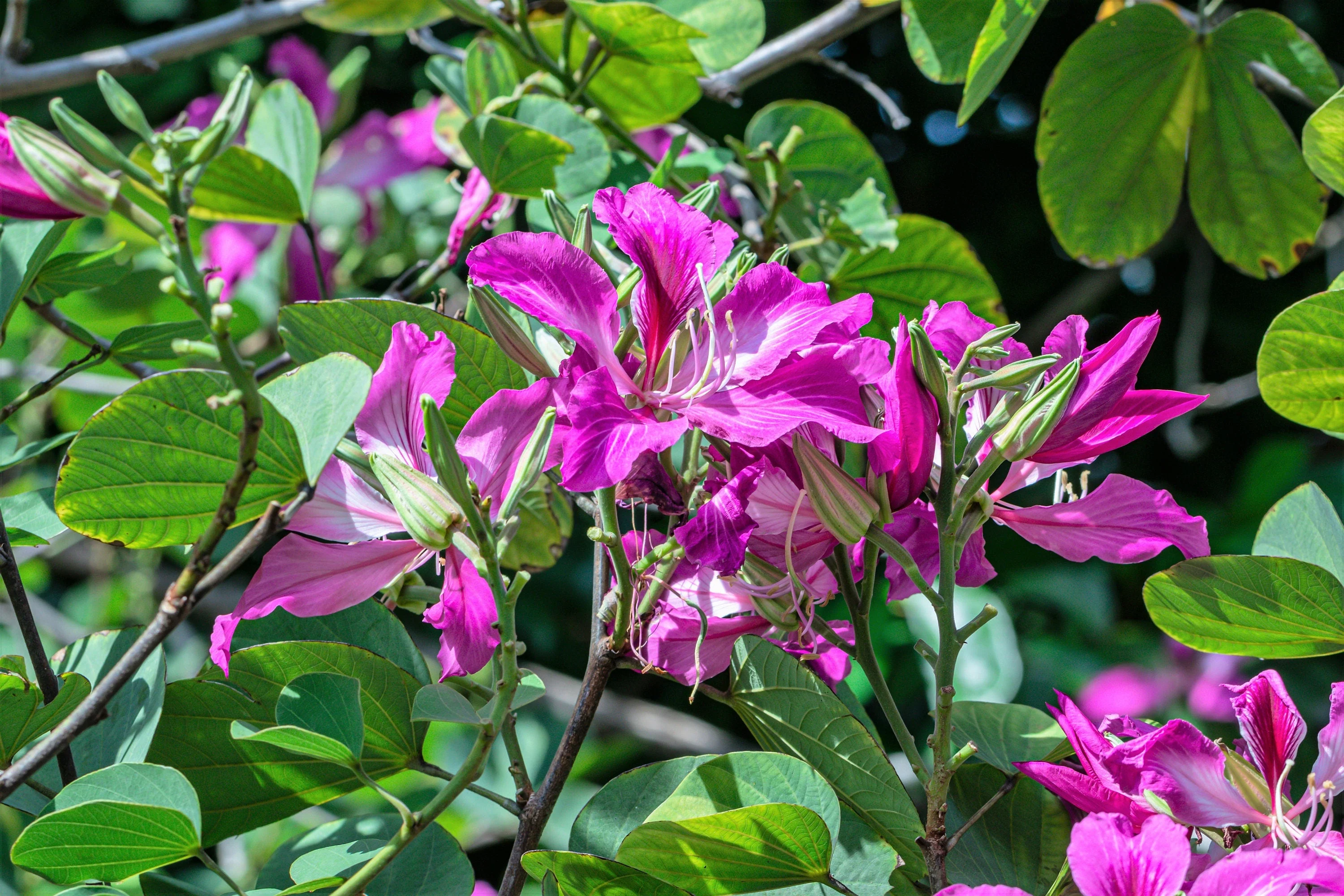 10 PURPLE ORCHID TREE Bauhinia Purpurea Camel's Foot Butterfly Flower Tree Hummingbird Seeds - Image 5