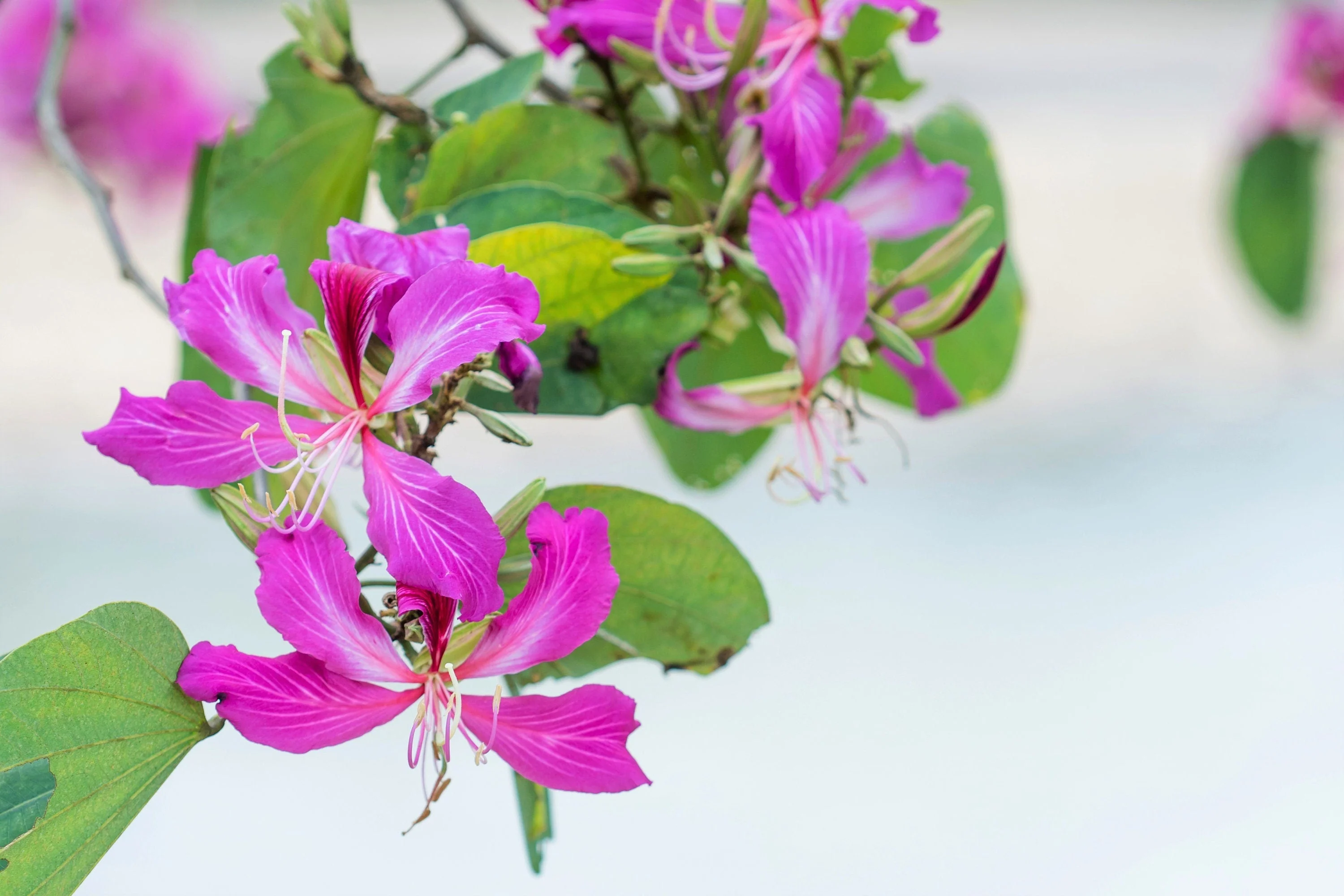 10 PURPLE ORCHID TREE Bauhinia Purpurea Camel's Foot Butterfly Flower Tree Hummingbird Seeds - Image 6